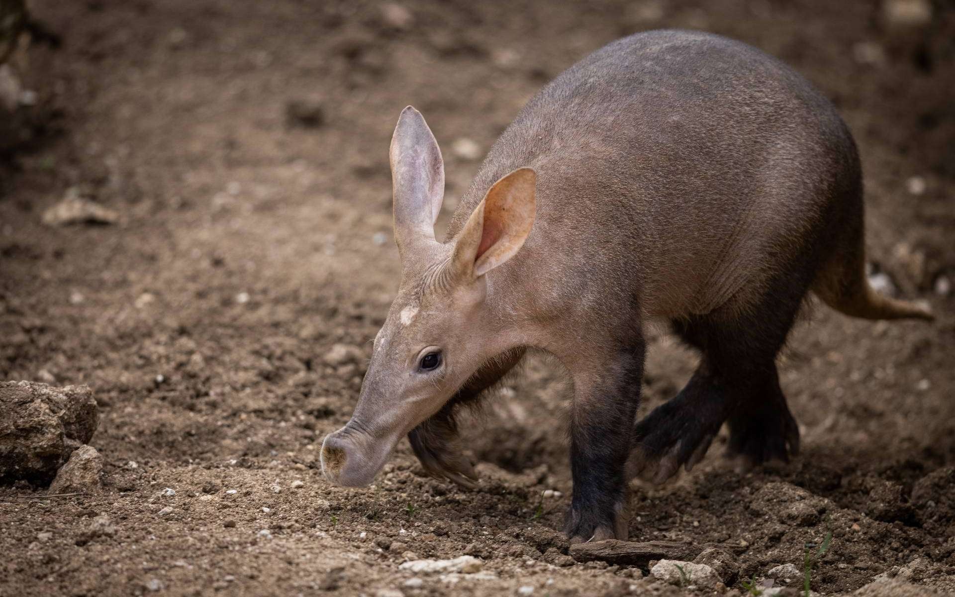 Aardvark, Half kangaroo, Half pig, Strangeness, 1920x1200 HD Desktop