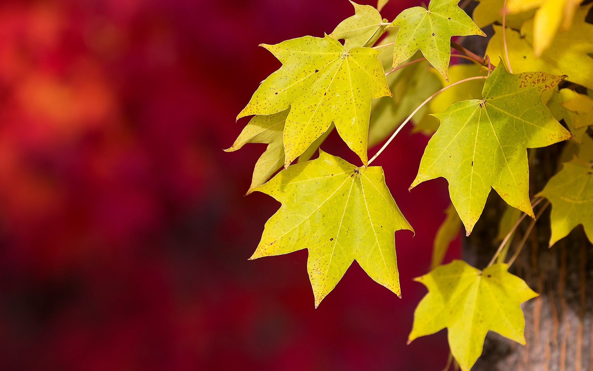 Sunlight nature, Yellow foliage, Flower season background, Woody plant, 1920x1200 HD Desktop