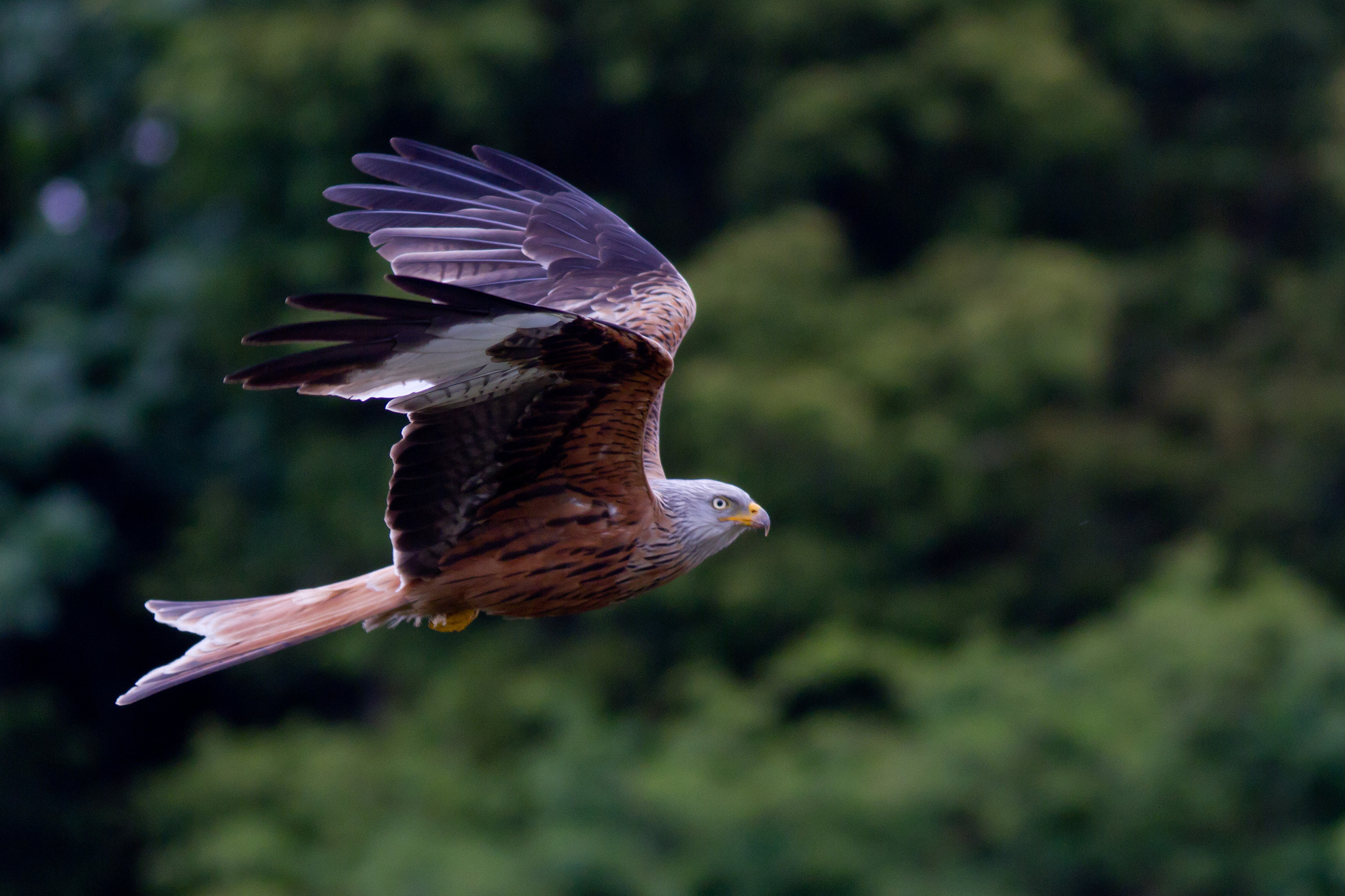 HD hawk wallpaper, Breathtaking image, Stunning background, 2050x1370 HD Desktop