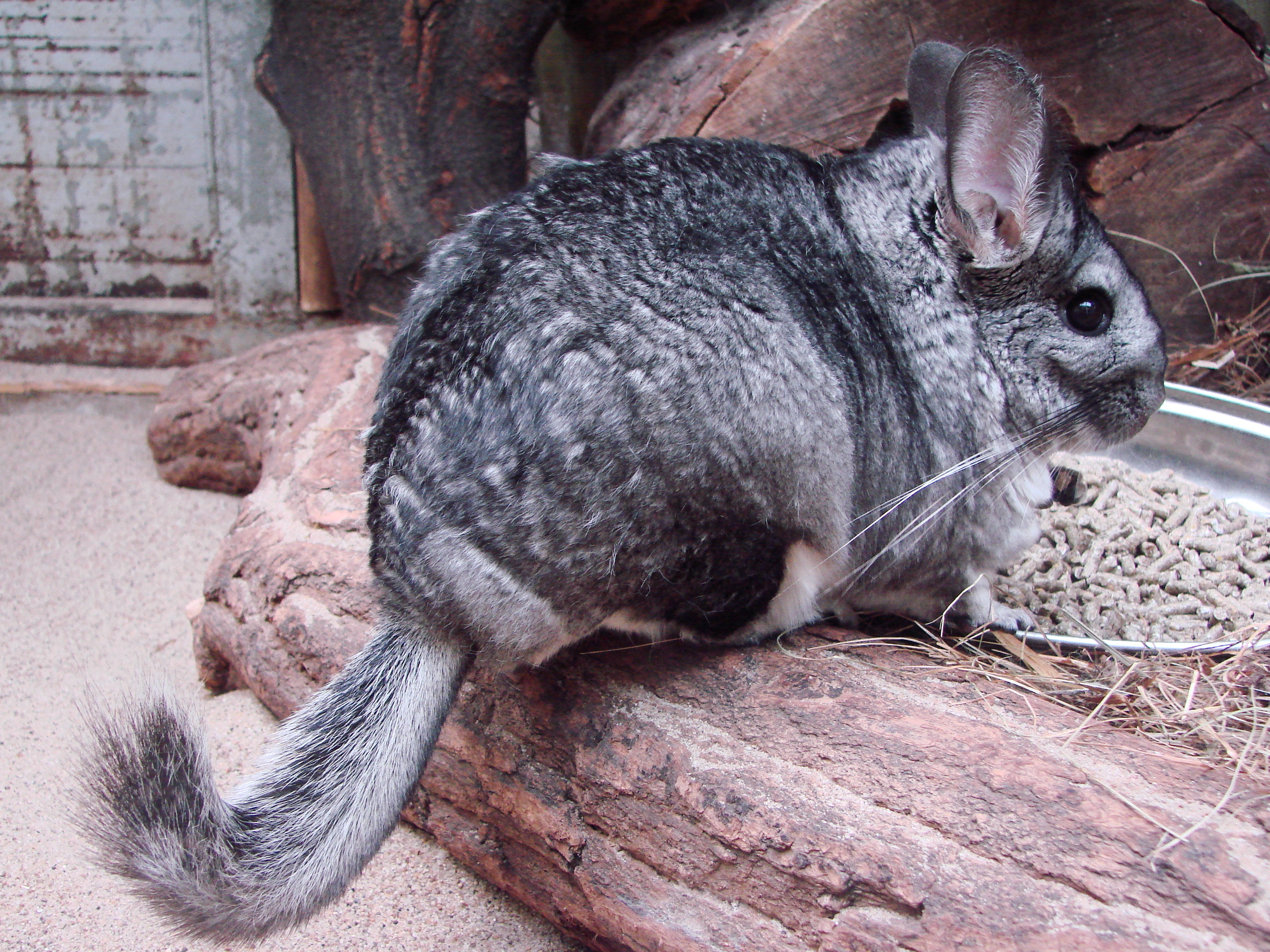 HD chinchilla wallpapers, High-quality furry pets, Adorable animal close-ups, Fluffy cuties, 2600x1950 HD Desktop