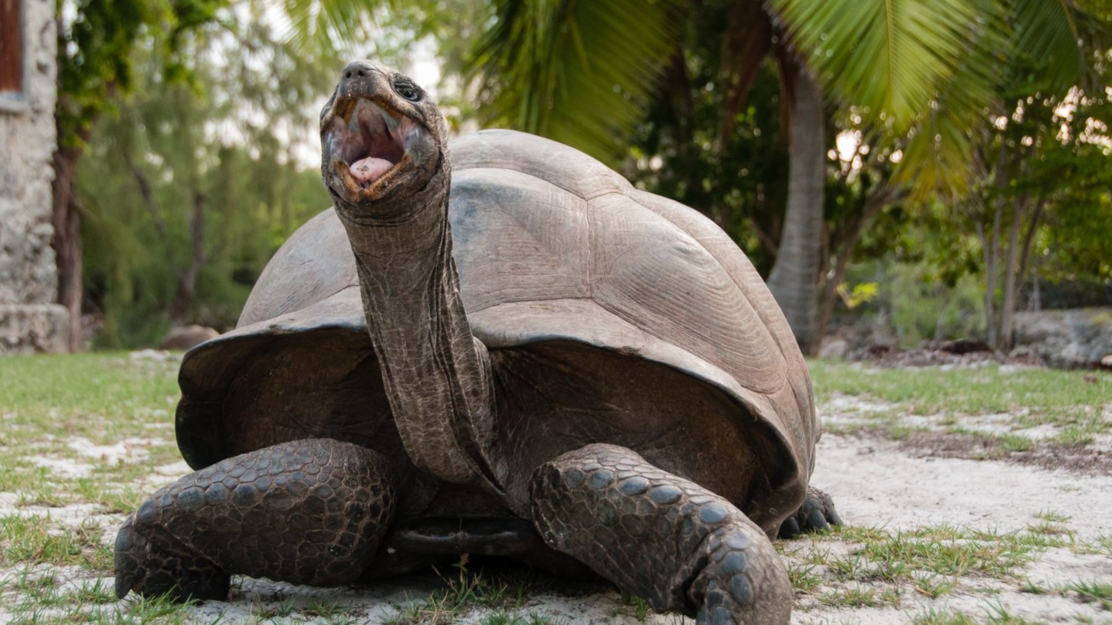 Once Upon an Island, Aldabra Giant Tortoise Wallpaper, 3840x2160 4K Desktop