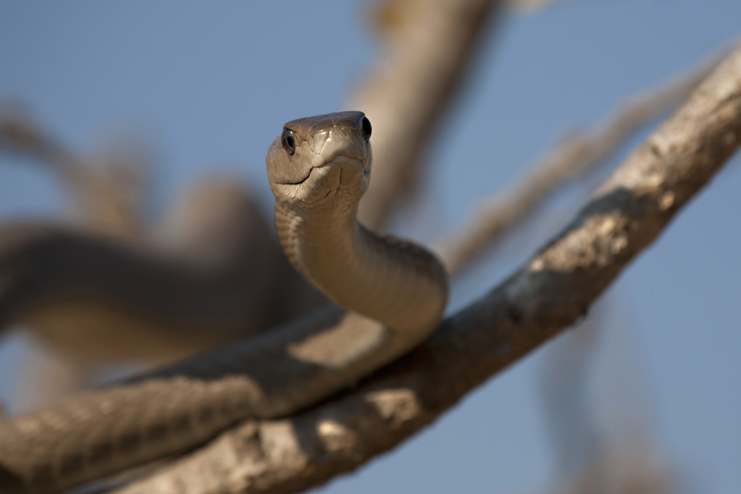 Terrifying encounter, Black mamba surprise, Fearful reptile, Tense moment, 2500x1670 HD Desktop