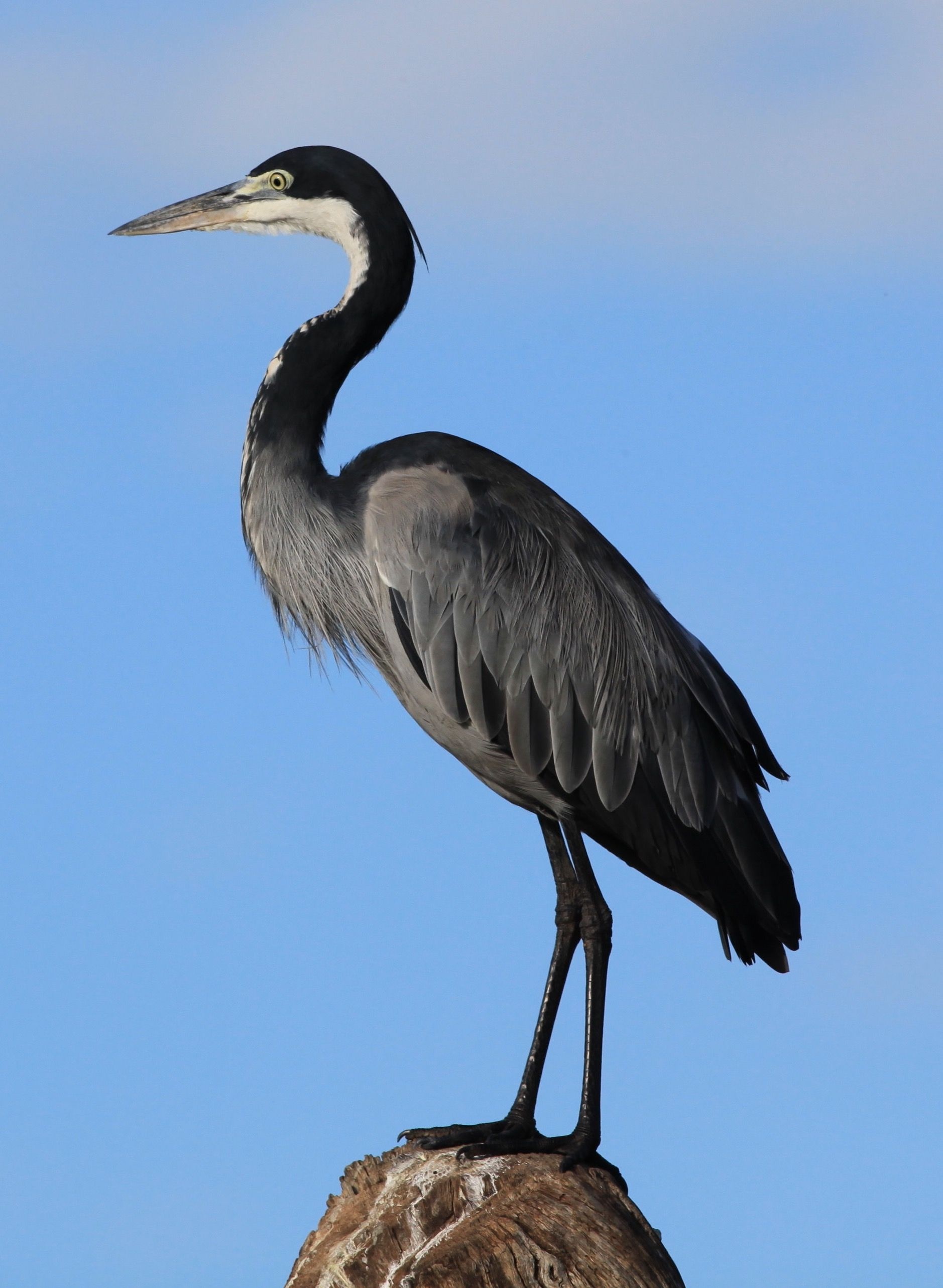 Black-headed heron, Herons Wallpaper, 1880x2570 HD Phone