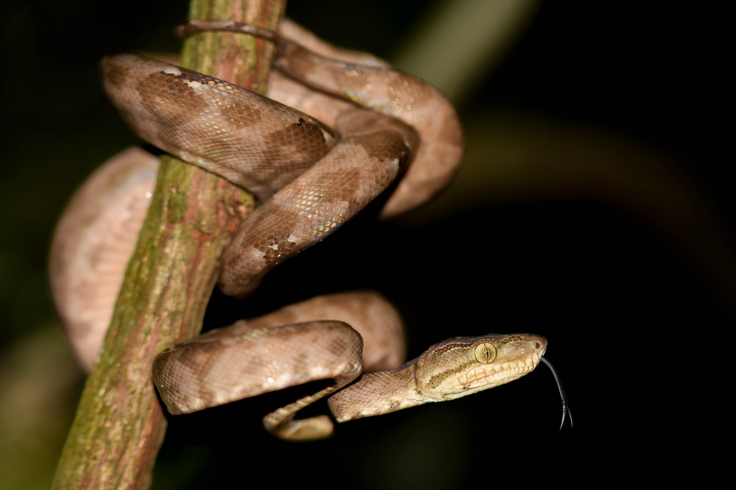 Turtle mountain, Guyana scenery, Wild ginger beast, Tropical paradise, 2500x1670 HD Desktop