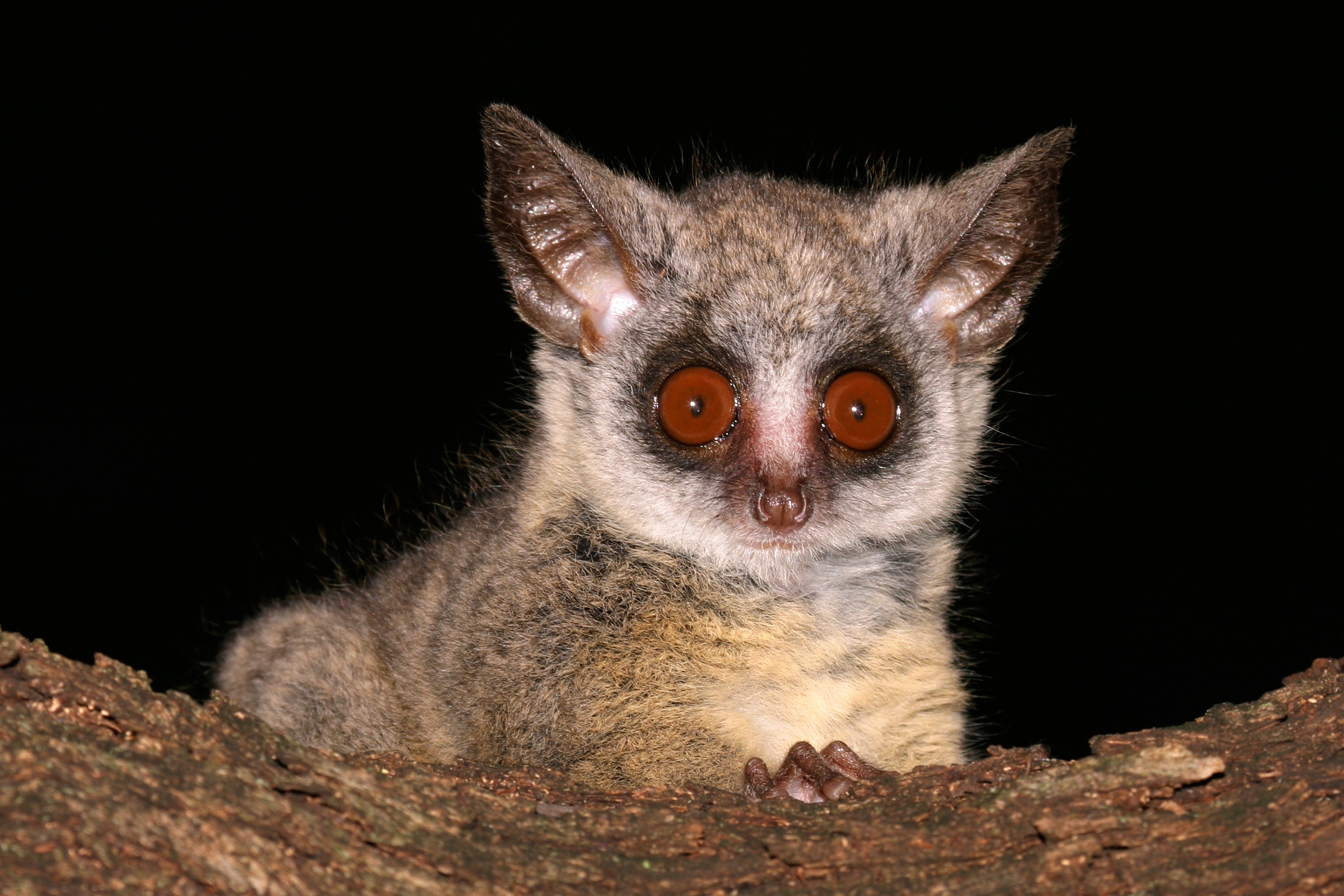 Bush Baby (Galago), Rossandra White photography, African wildlife, Africa Geographic, 2300x1530 HD Desktop