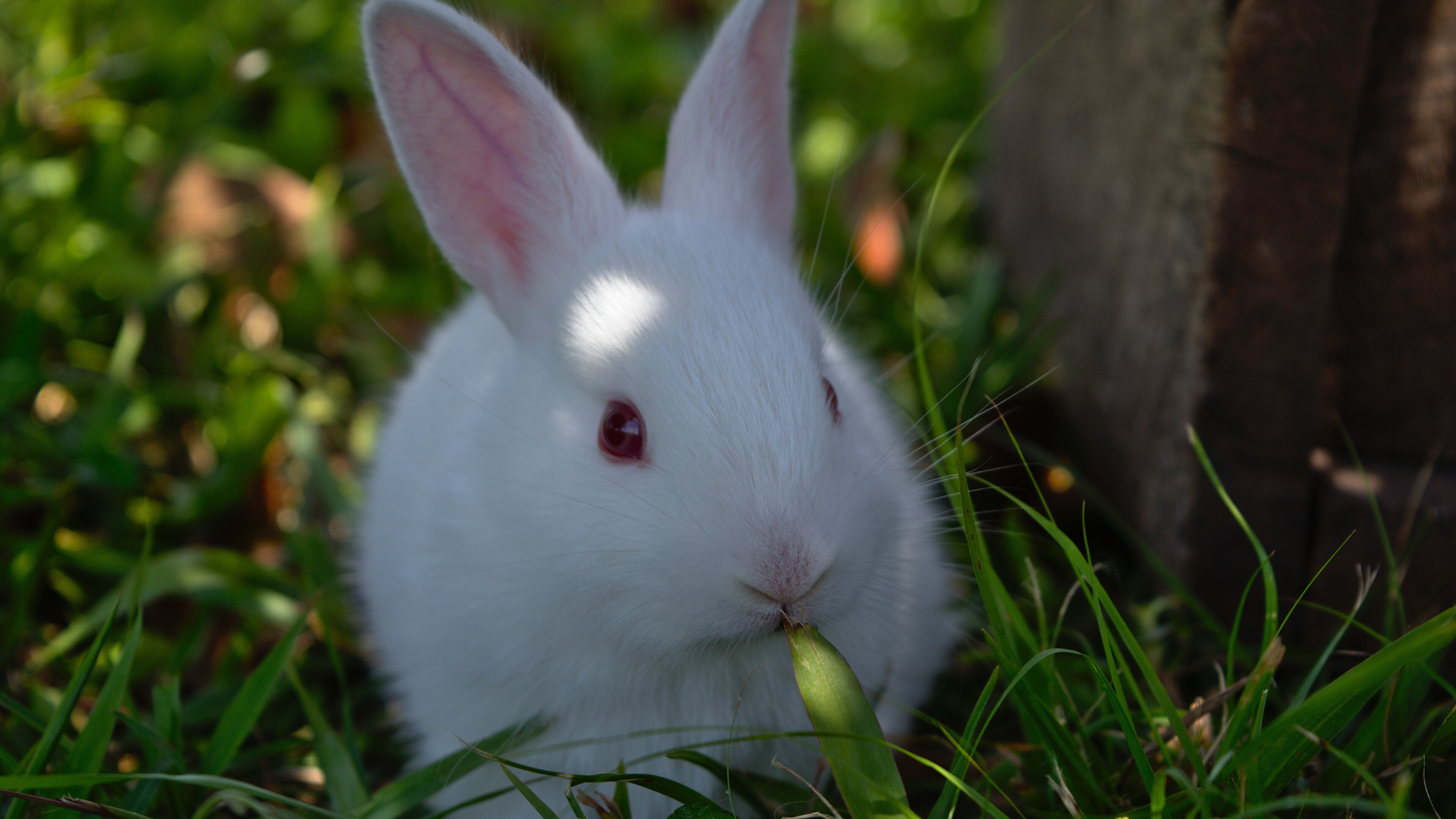 White rabbit wallpaper, UHD 4K image, Widescreen bunny background, High-quality visuals, 3840x2160 4K Desktop