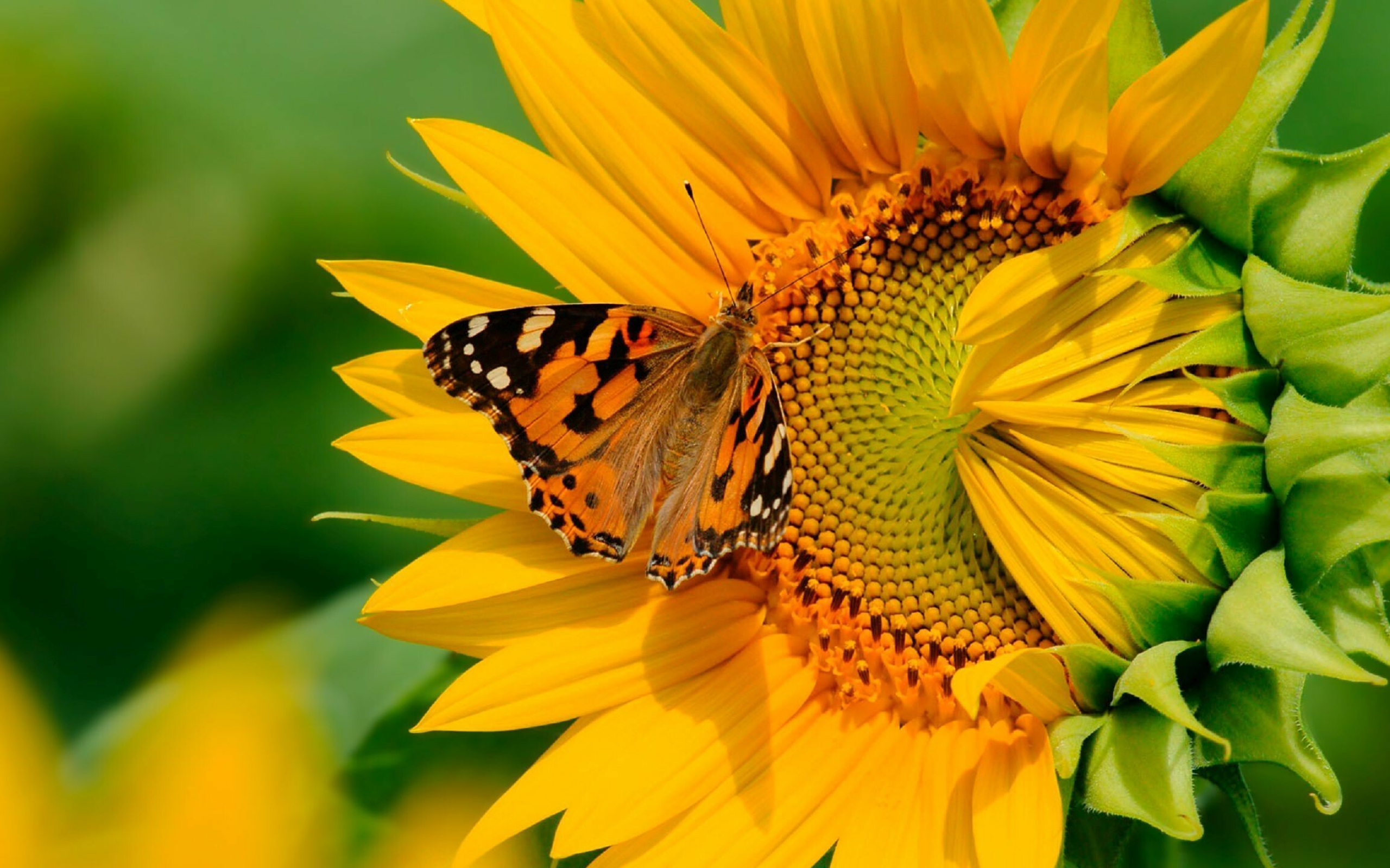 Butterfly, Sunflowers Wallpaper, 2560x1600 HD Desktop