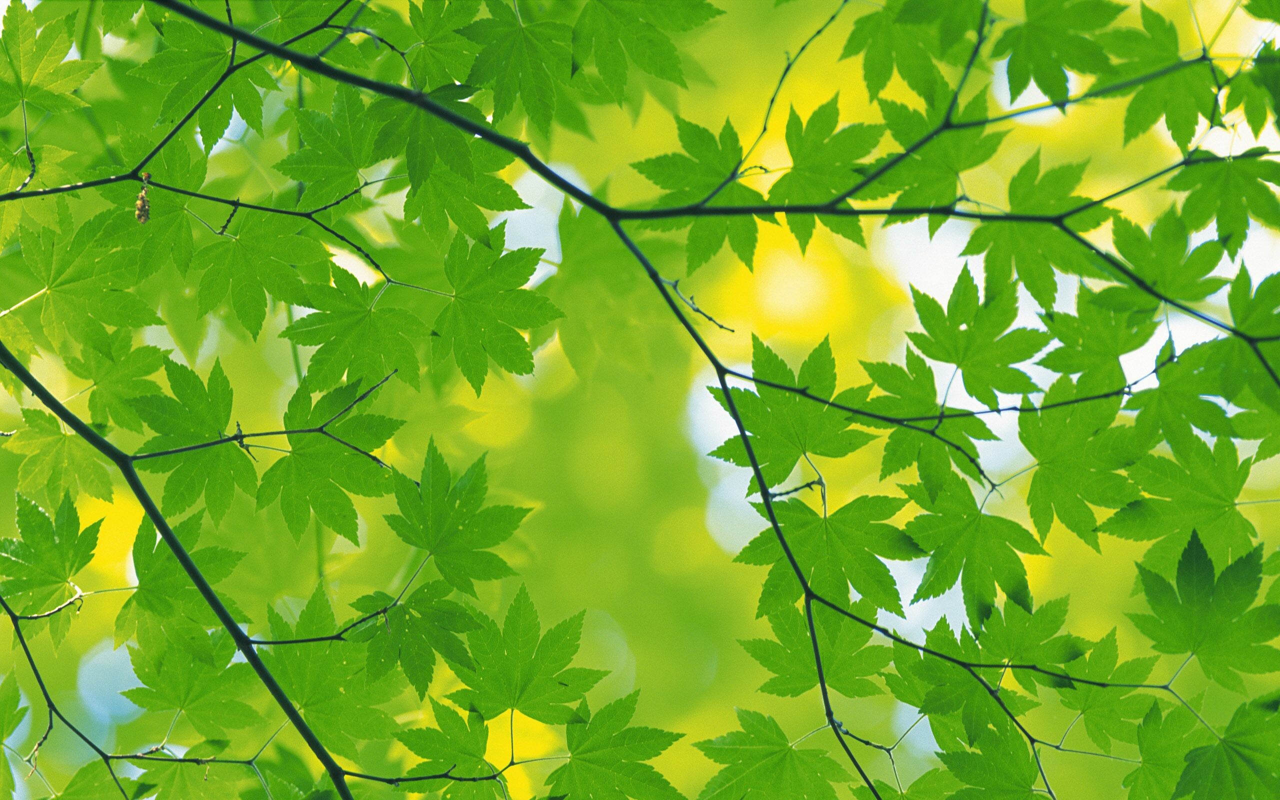 Green leaves, Green leaf, Nature, Wallpaper, 2560x1600 HD Desktop