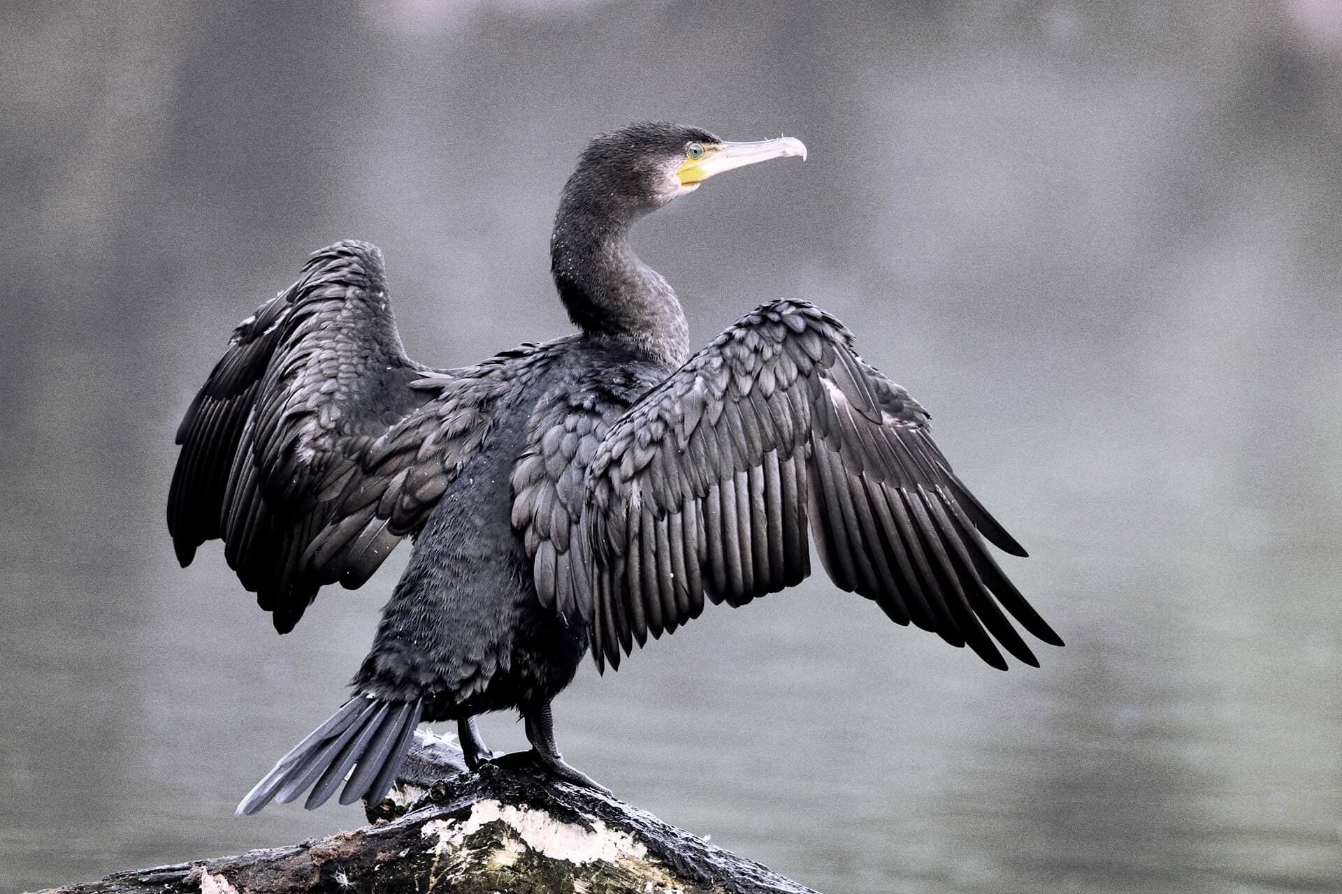 Great cormorant in Belek, Coastal beauty, Avian serenity, Stunning location, 1920x1280 HD Desktop