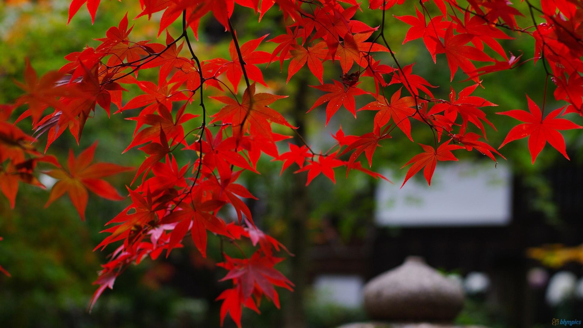 Maple trees, West coast gardener, Expert tips, Perfect for gardens, 1920x1080 Full HD Desktop