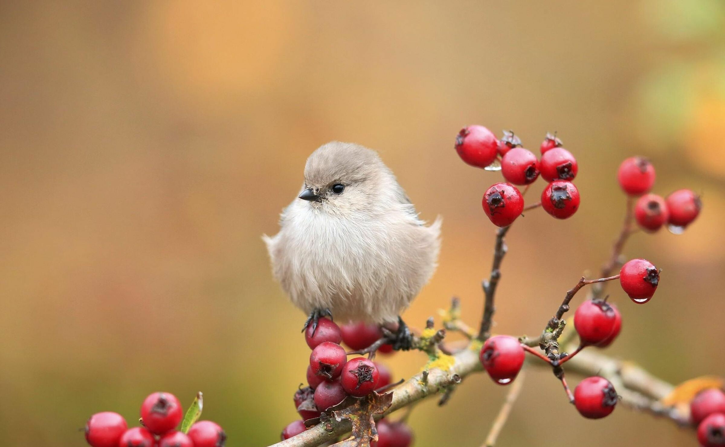 Cute bird moments, Vivid 4K display, Playful poses, Adorable backgrounds, 2400x1480 HD Desktop