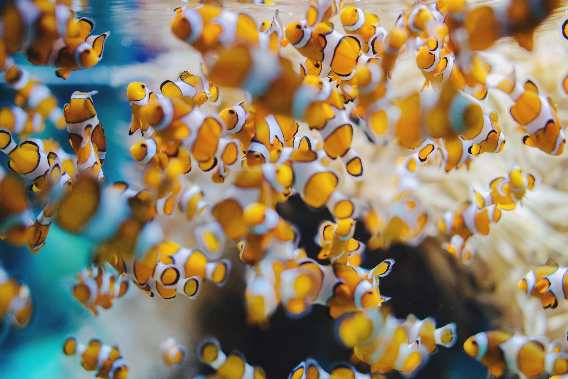 Clownfish, High Resolution, HD, Desktop, 1920x1280 HD Desktop