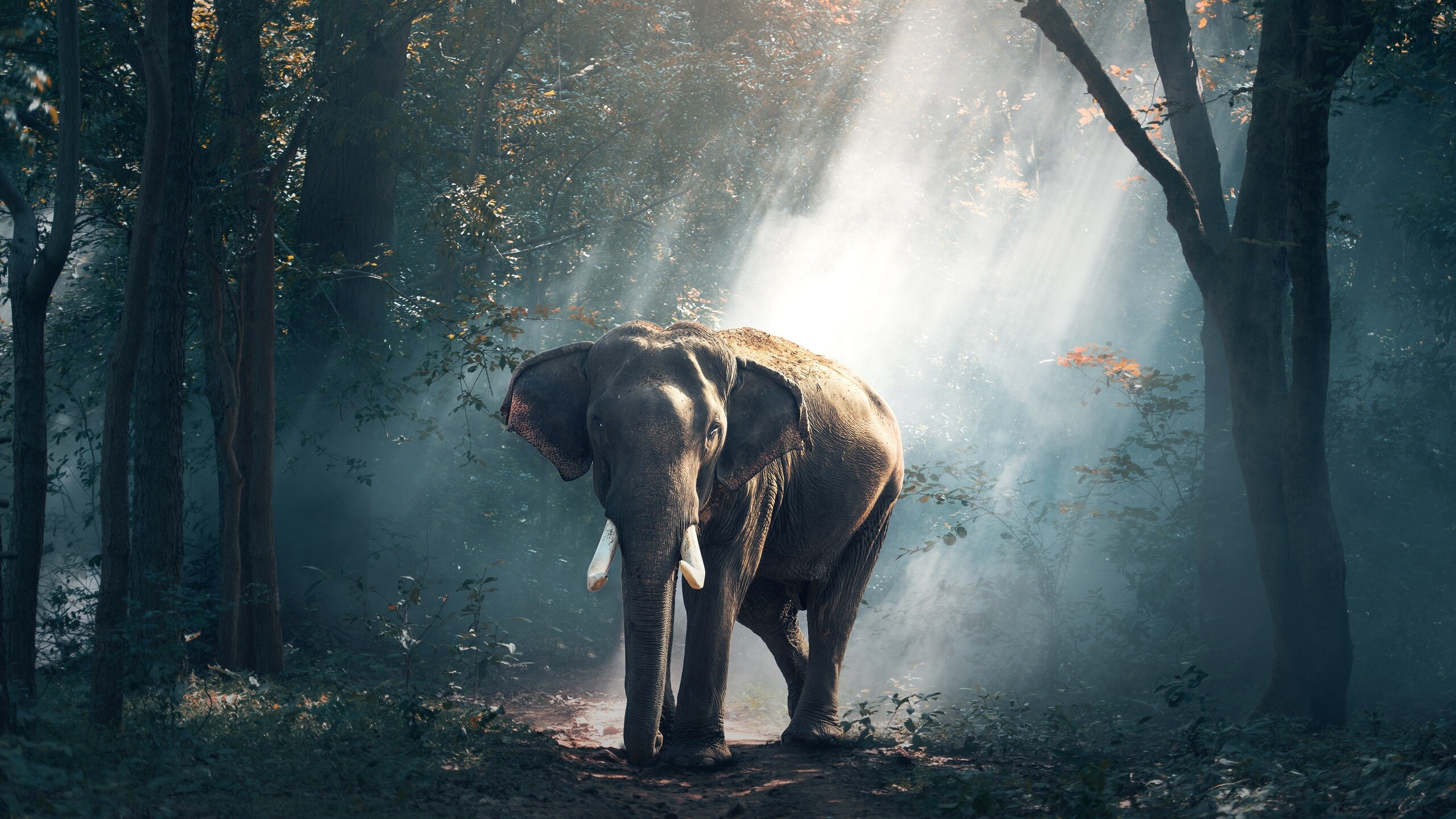 Elephant in HD, Breathtaking photography, 1440p resolution, Stunning imagery, 2560x1440 HD Desktop