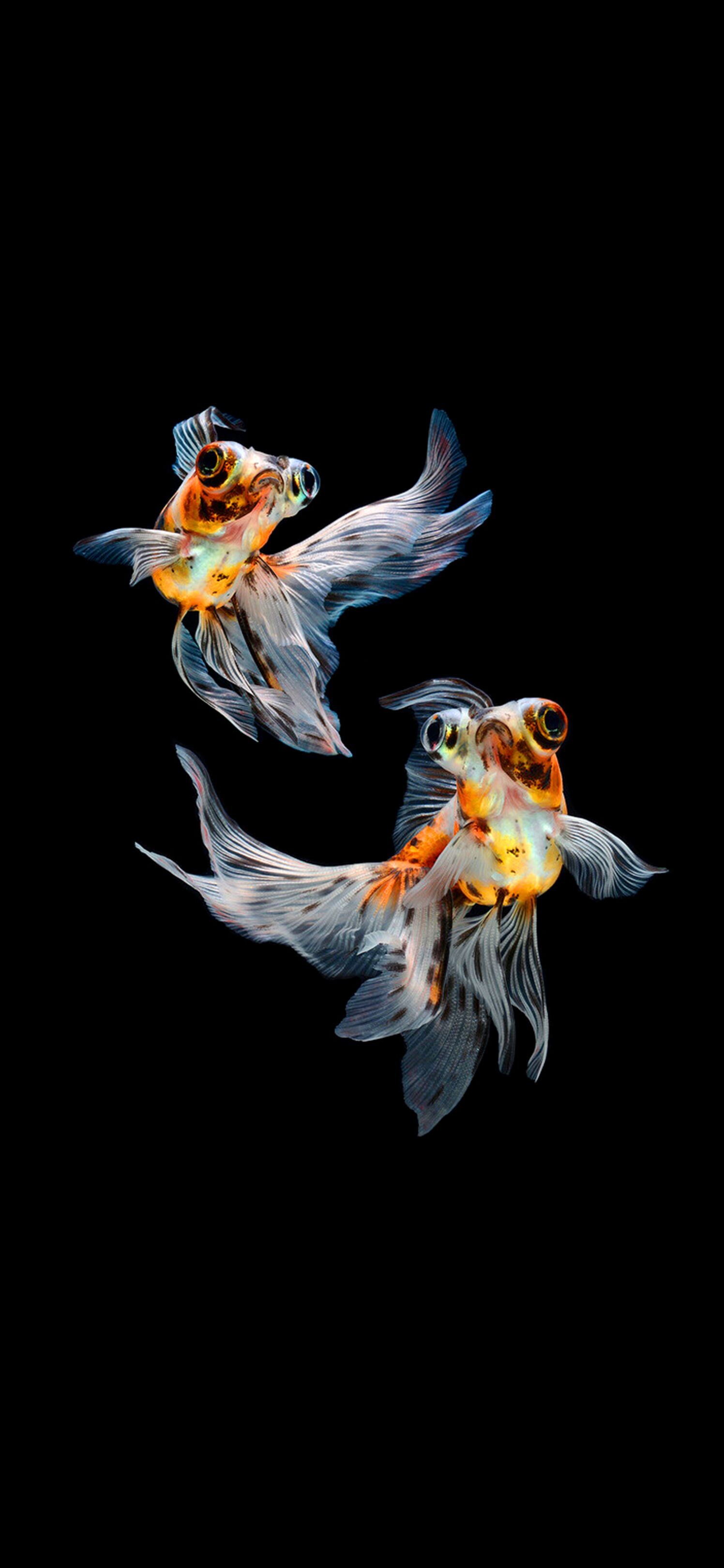 Gold Fish, Nature-inspired, Beautiful aquatic creatures, Tranquil water, 1500x3240 HD Phone