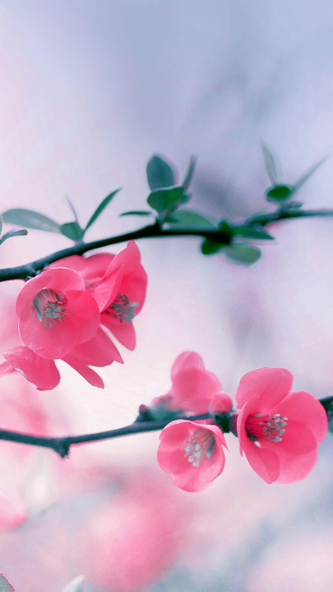 Beautiful spring wallpapers, iPhone background, Colorful blossoms, Nature's artistry, 1080x1920 Full HD Phone