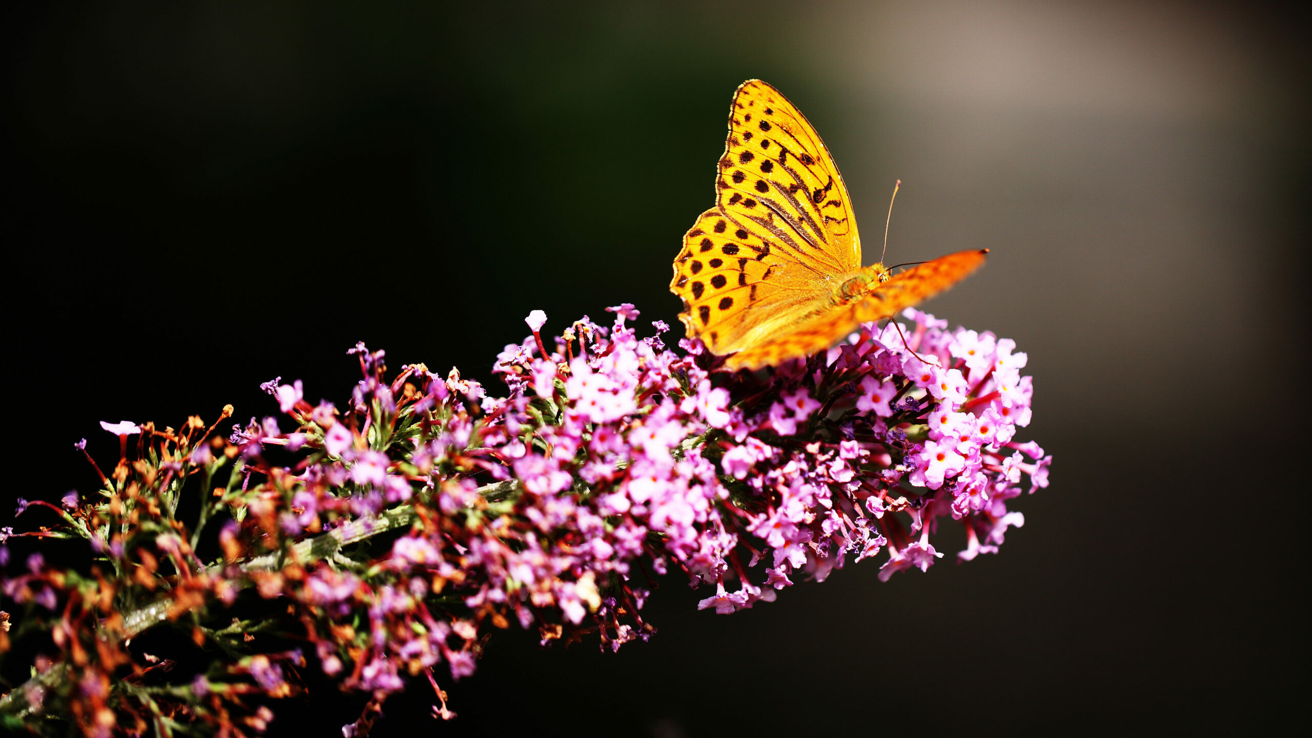 Silver-washed fritillary, Butterflies Wallpaper, 2560x1440 HD Desktop