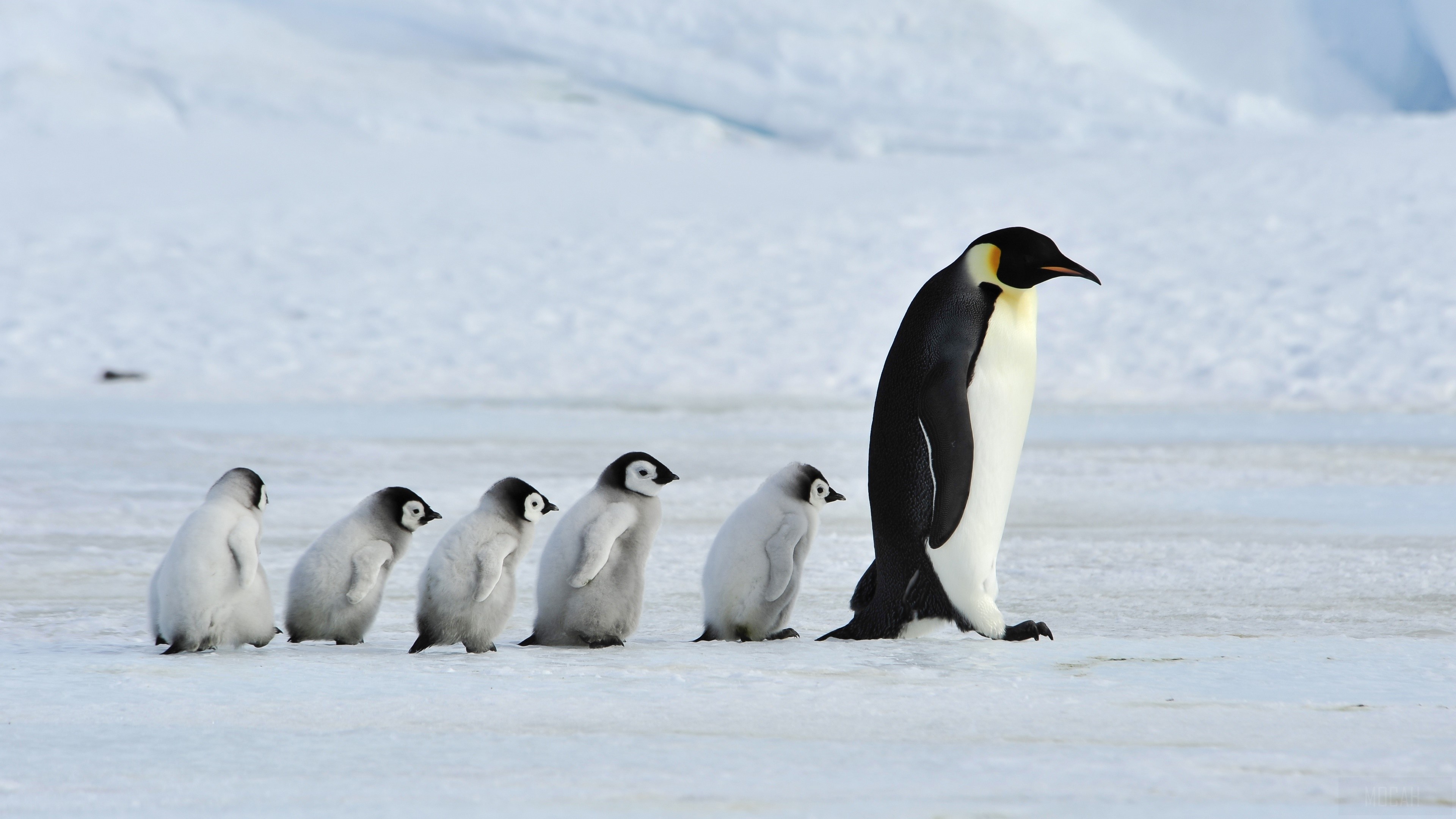 Graceful waddling, Majestic iceberg, Frozen wilderness, Antarctic residents, 3840x2160 4K Desktop