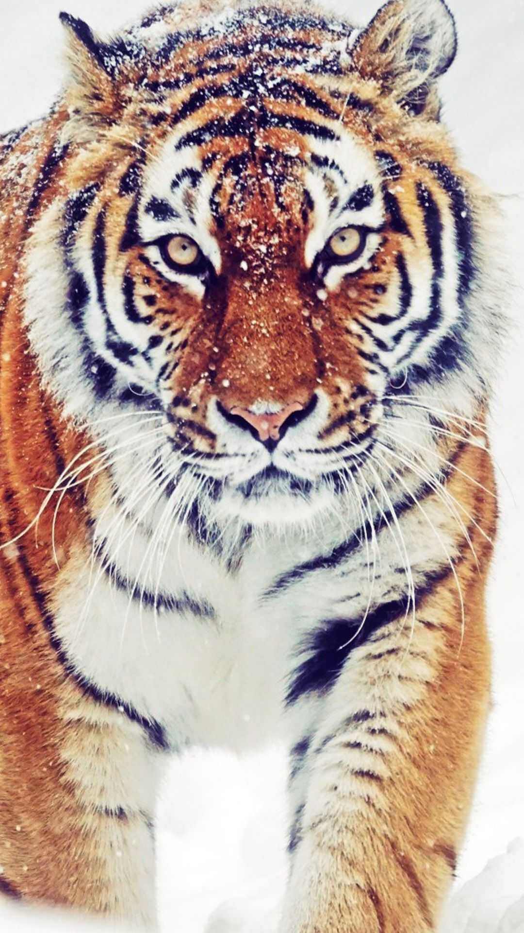 Majestic tiger, Striking presence, Fierce predator, Stunning stripes, 1080x1920 Full HD Phone