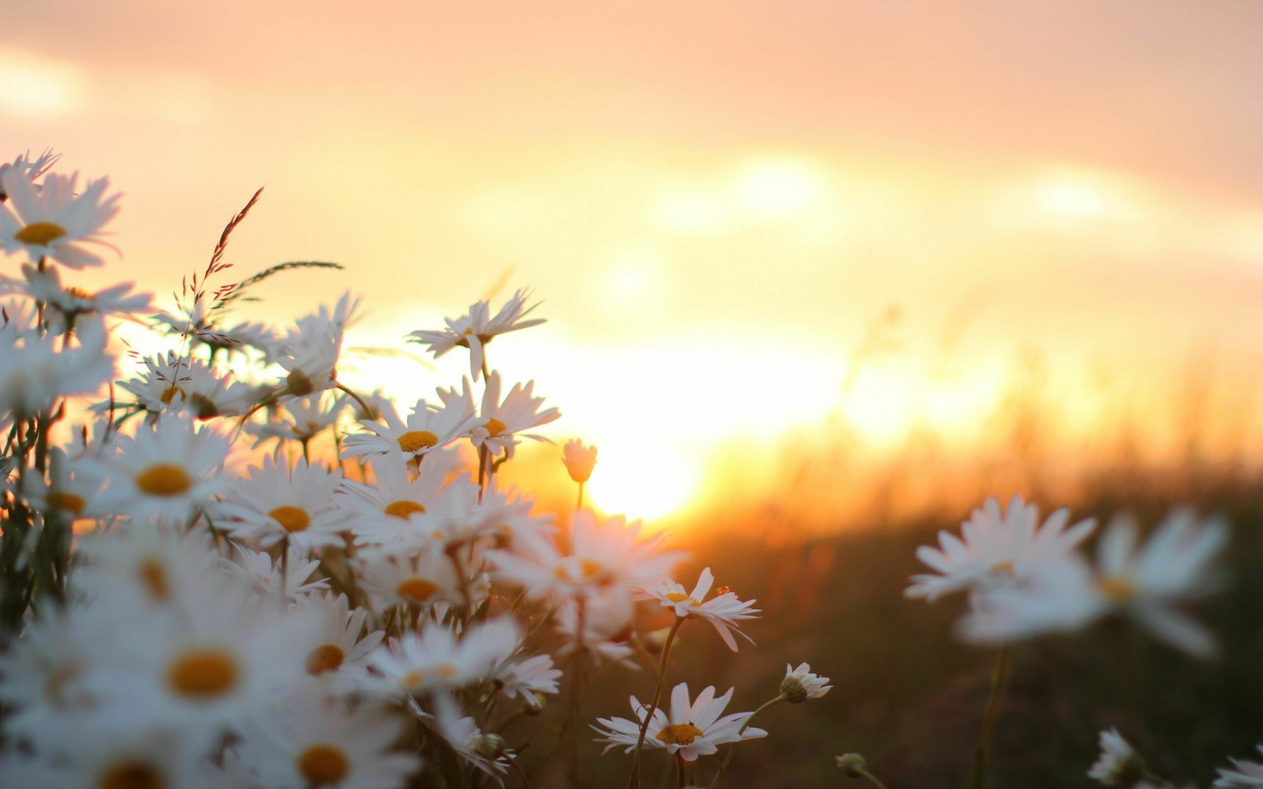 Nature desktop wallpaper, Magical sunrise, Flower beauty, Serene landscapes, 2560x1600 HD Desktop