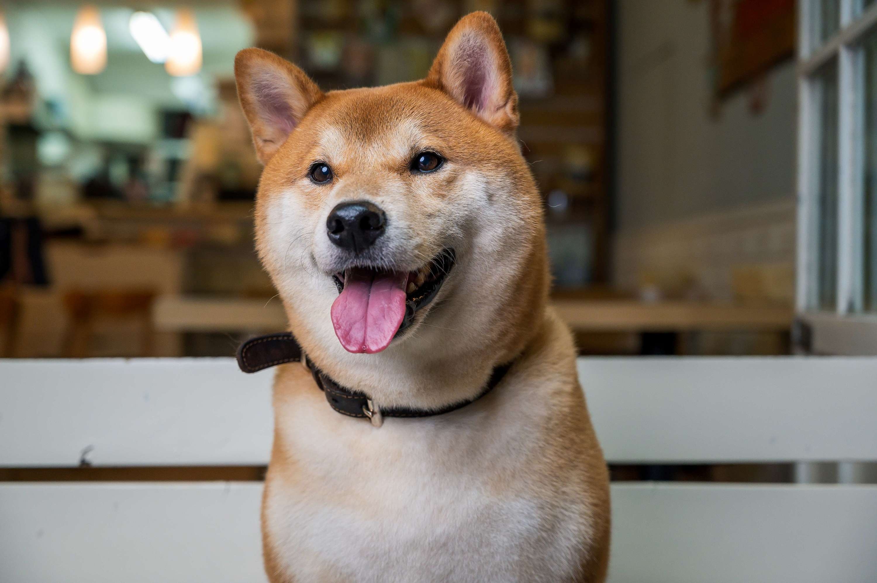 Hokkaido Dog, Sai kung, Time out hong kong, 3000x2000 HD Desktop