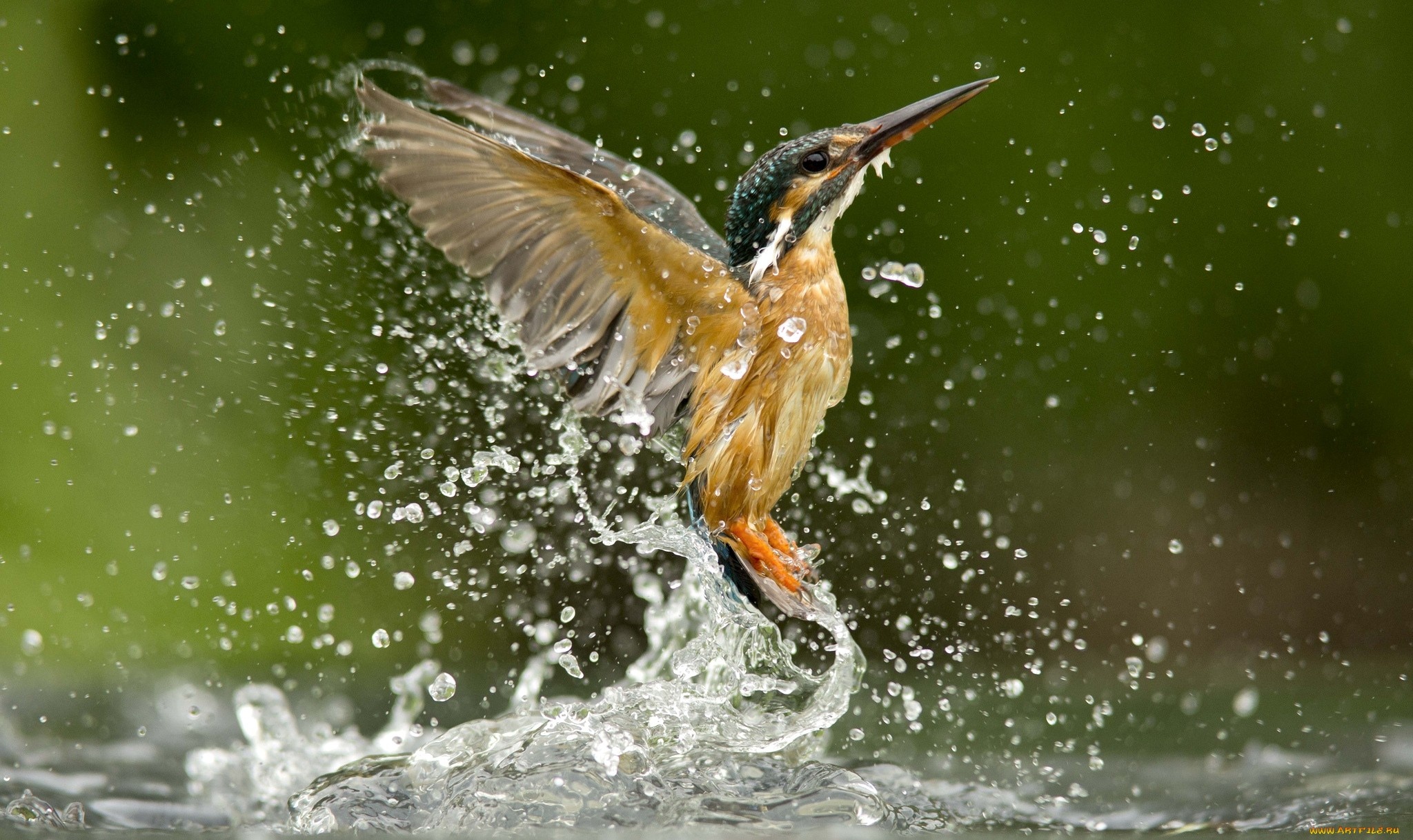 Kingfisher, Beautiful bird imagery, Tranquil nature scene, Peaceful wallpaper, 2050x1220 HD Desktop