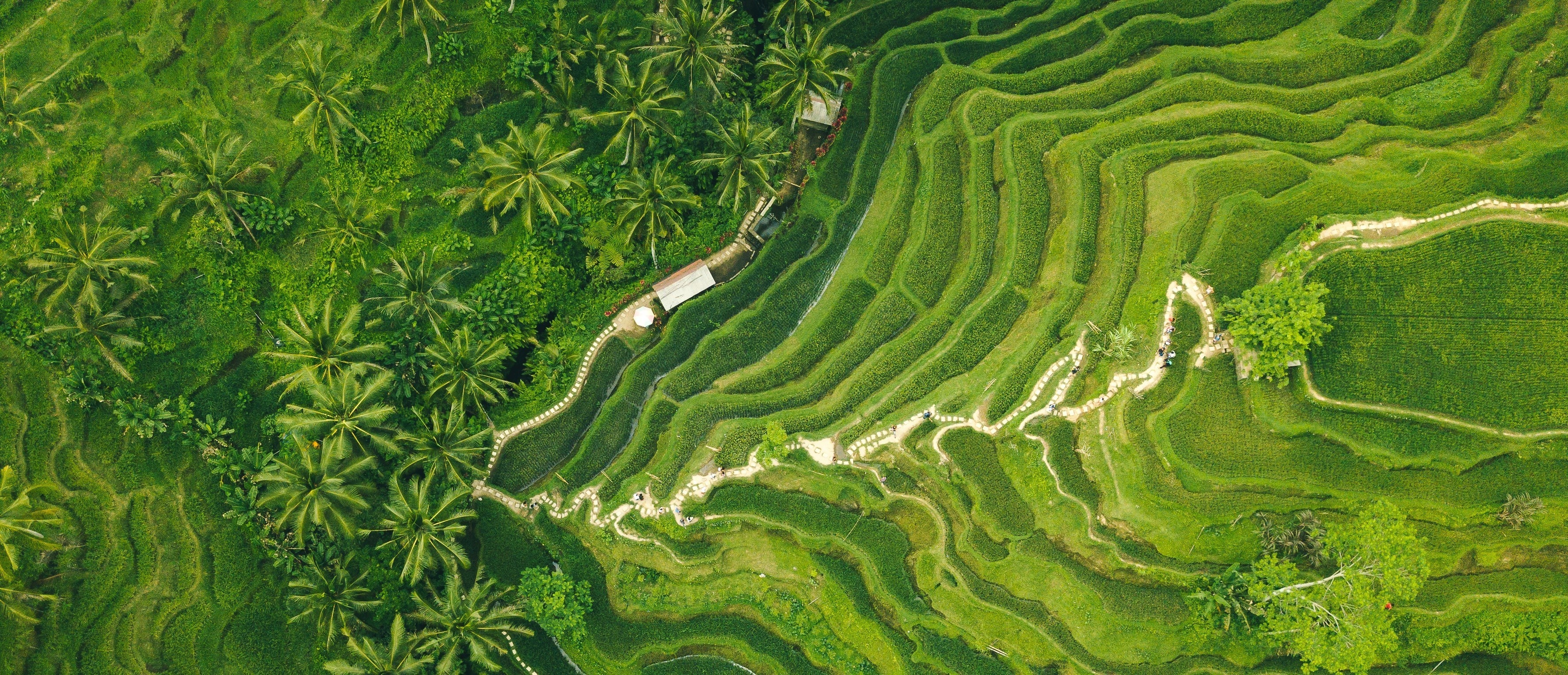 Champions for nature, World economic forum, Banaue's contribution, Environmental preservation, 3550x1530 Dual Screen Desktop