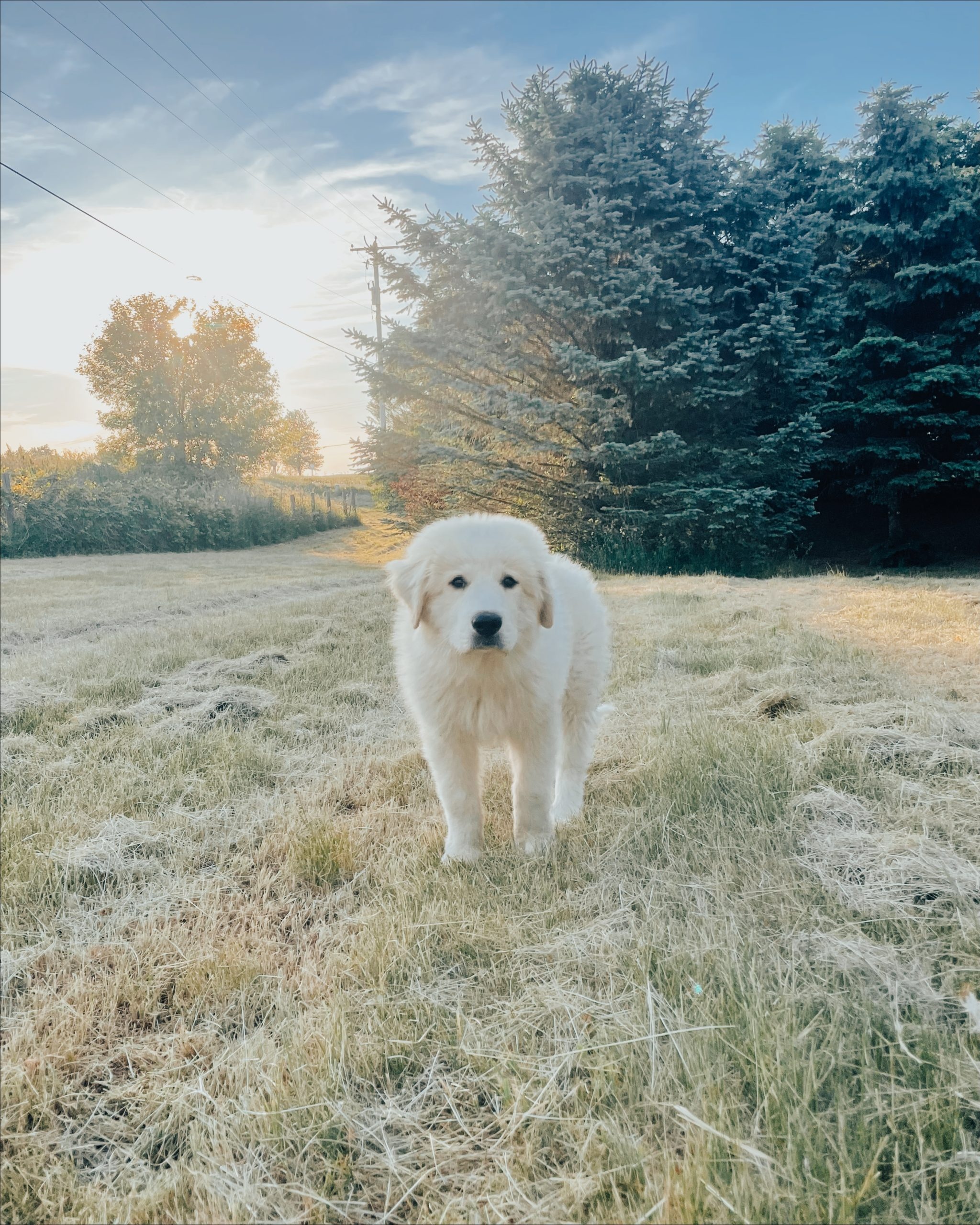 Puppy, Great Pyrenees Wallpaper, 2050x2560 HD Phone