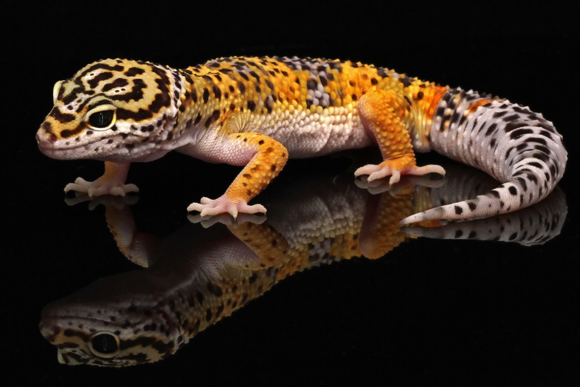 Leopard gecko variety, Stunning reptiles, Desktop beauty, Kodi wallpaper, 1920x1280 HD Desktop