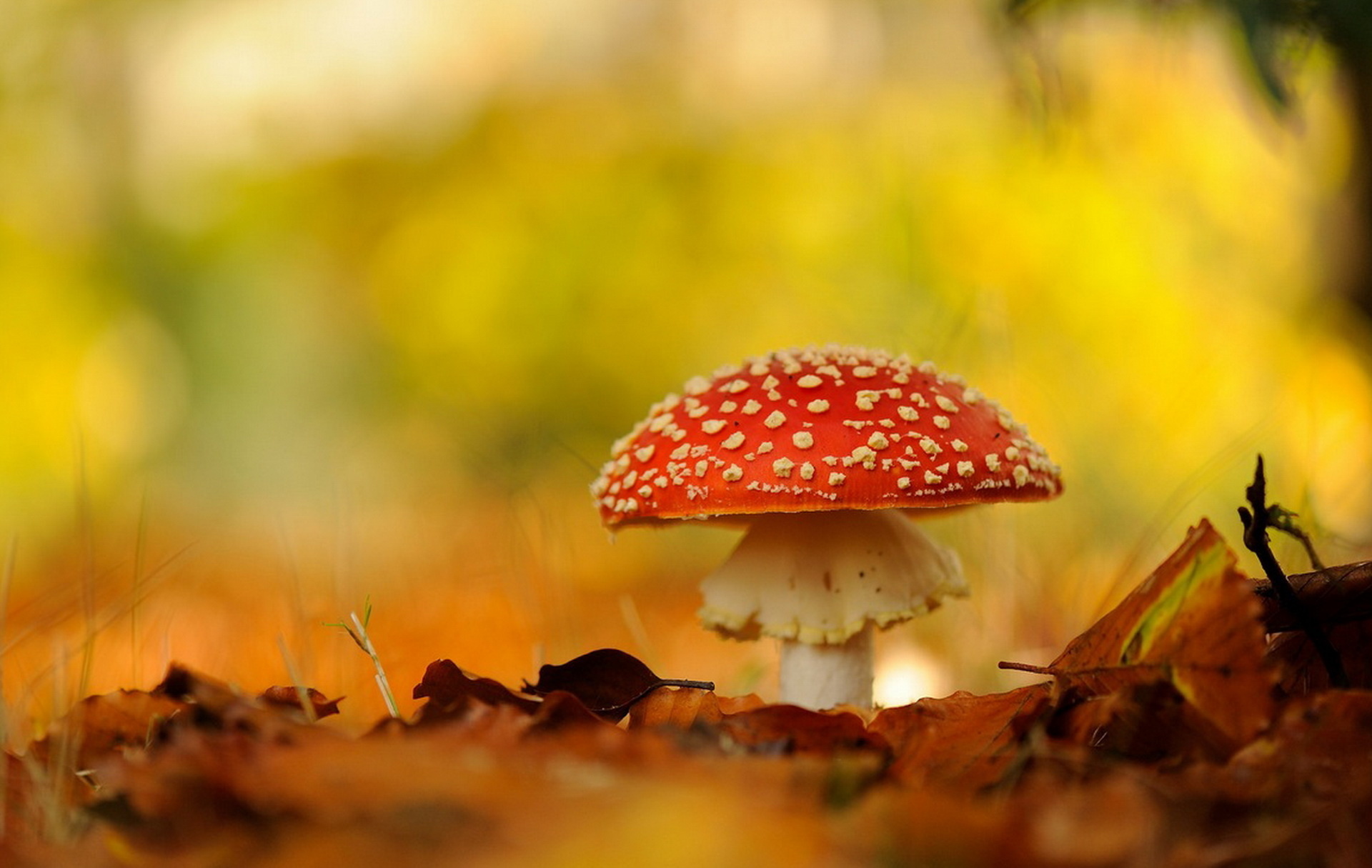 Beautiful pictures, Photo picture mushroom, Macro amanita, Forest beauty, 1920x1220 HD Desktop