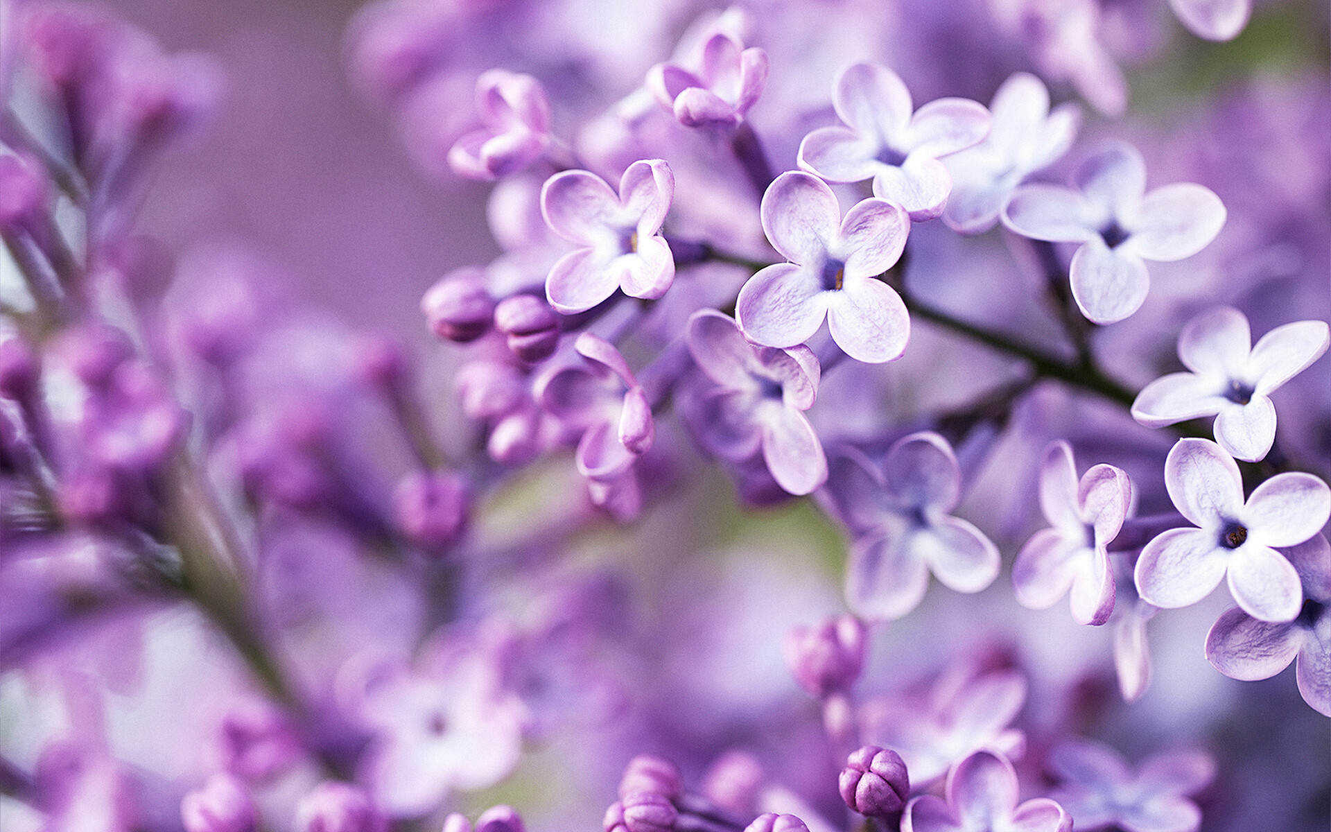 Free spring wallpaper, Nature's beauty, Download now, Spring-themed background, 1920x1200 HD Desktop