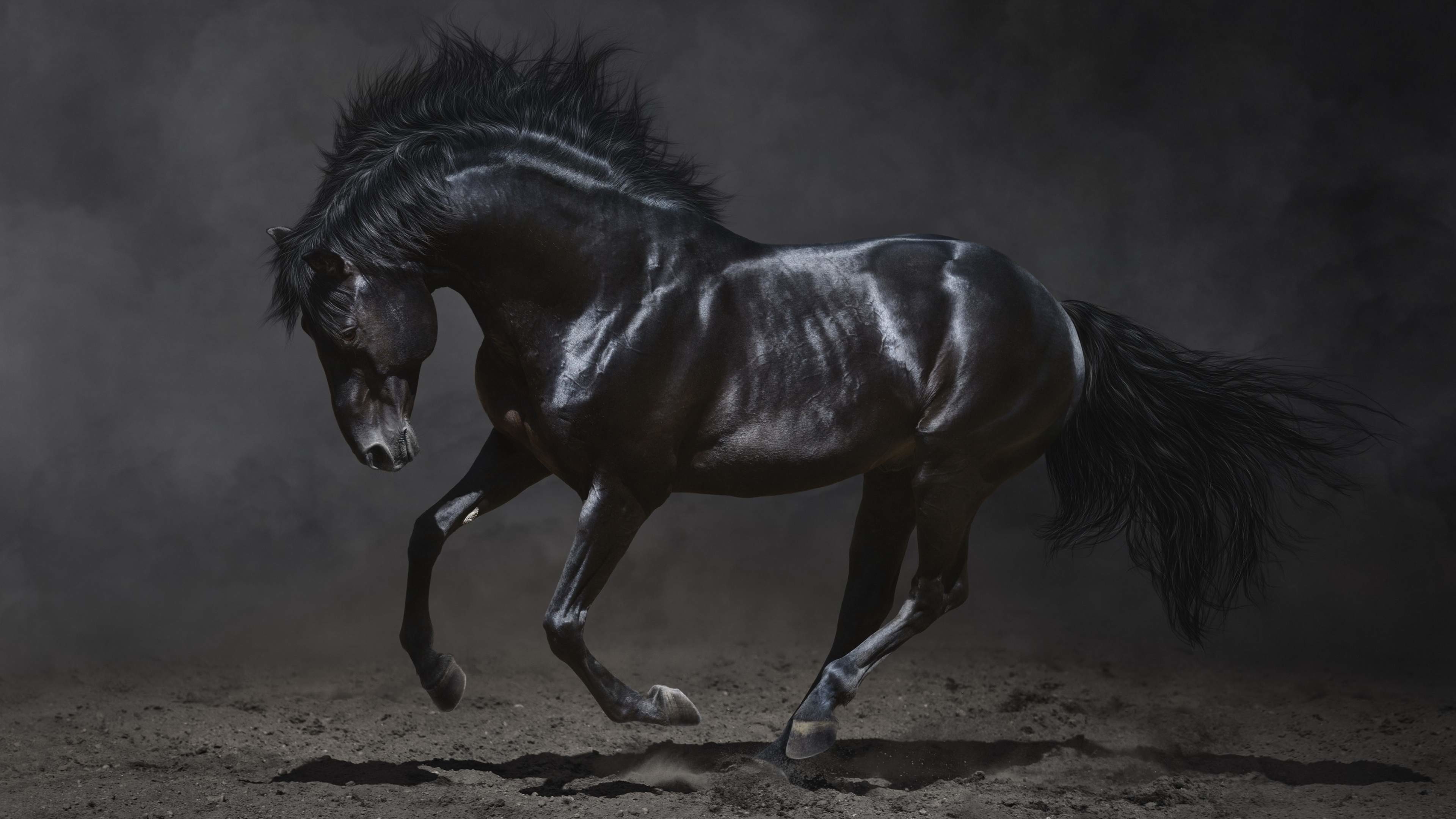 Andalusian, Horses Wallpaper, 3840x2160 4K Desktop