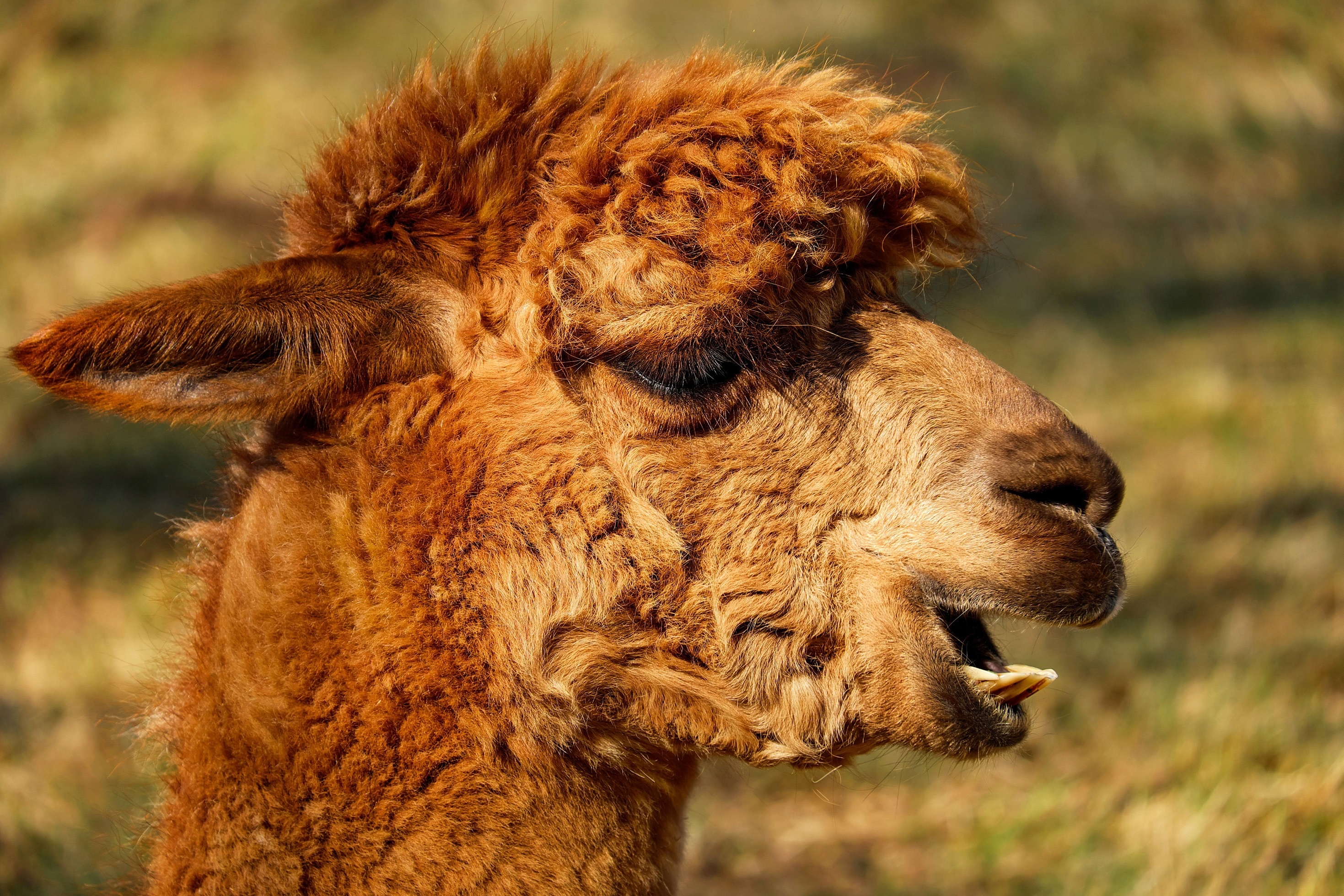 Close-up alpaca, Detailed beauty, Nature's wonders, Intricate features, 2940x1960 HD Desktop