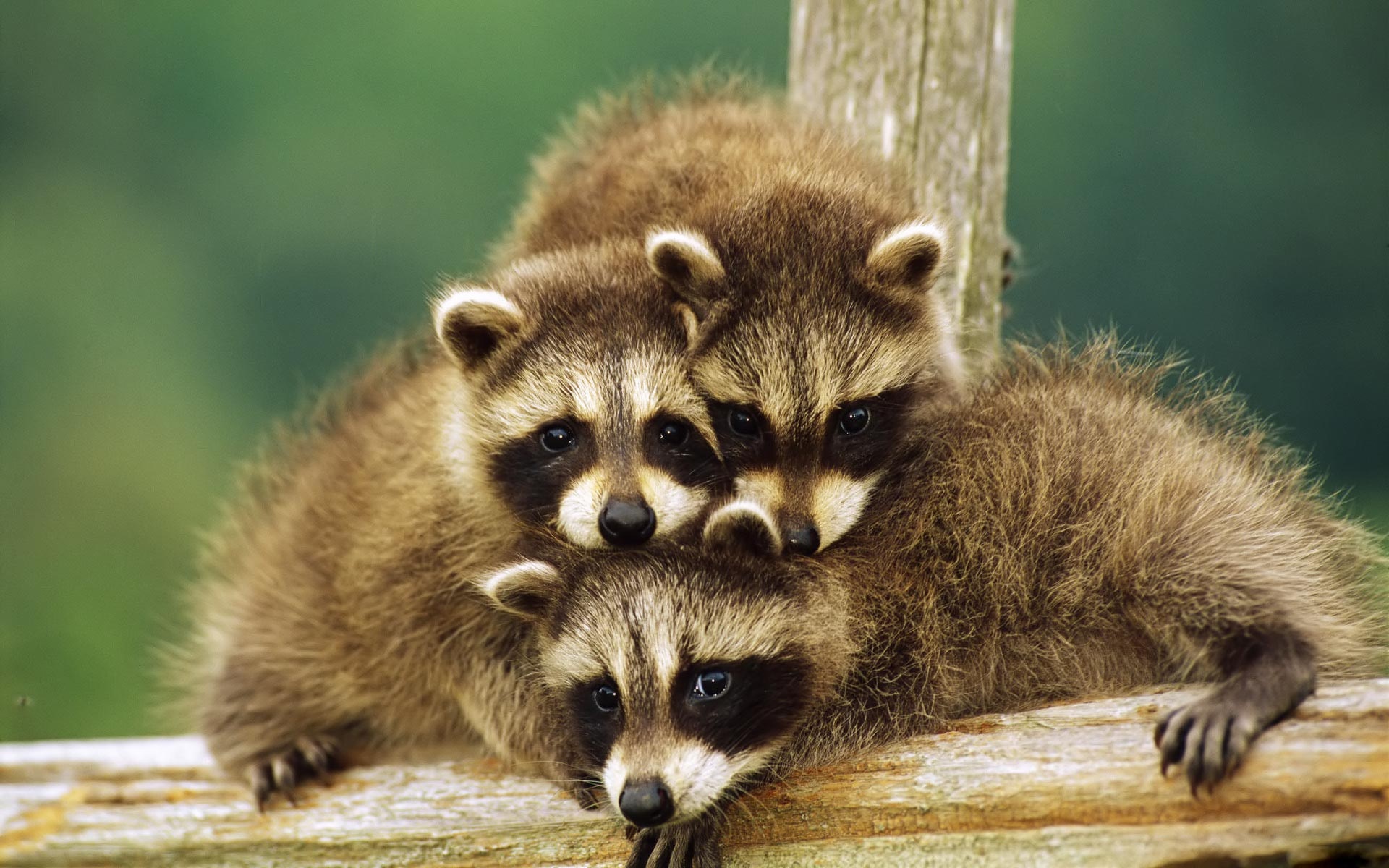 Raccoons, Baby Animal Wallpaper, 1920x1200 HD Desktop