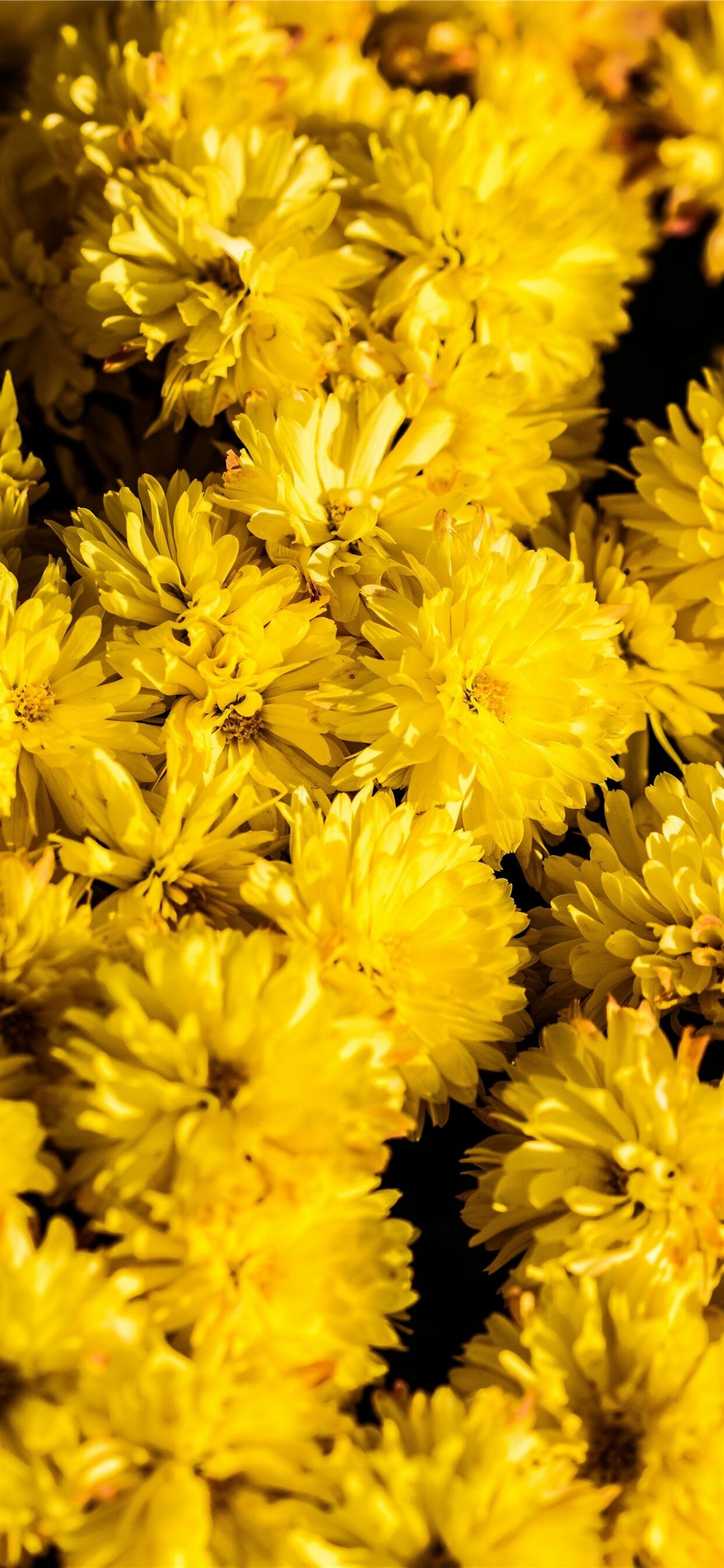 Bunch of yellow chrysanthemum, iPhone wallpapers, Beautiful flower collection, Vibrant floral display, 1250x2690 HD Phone