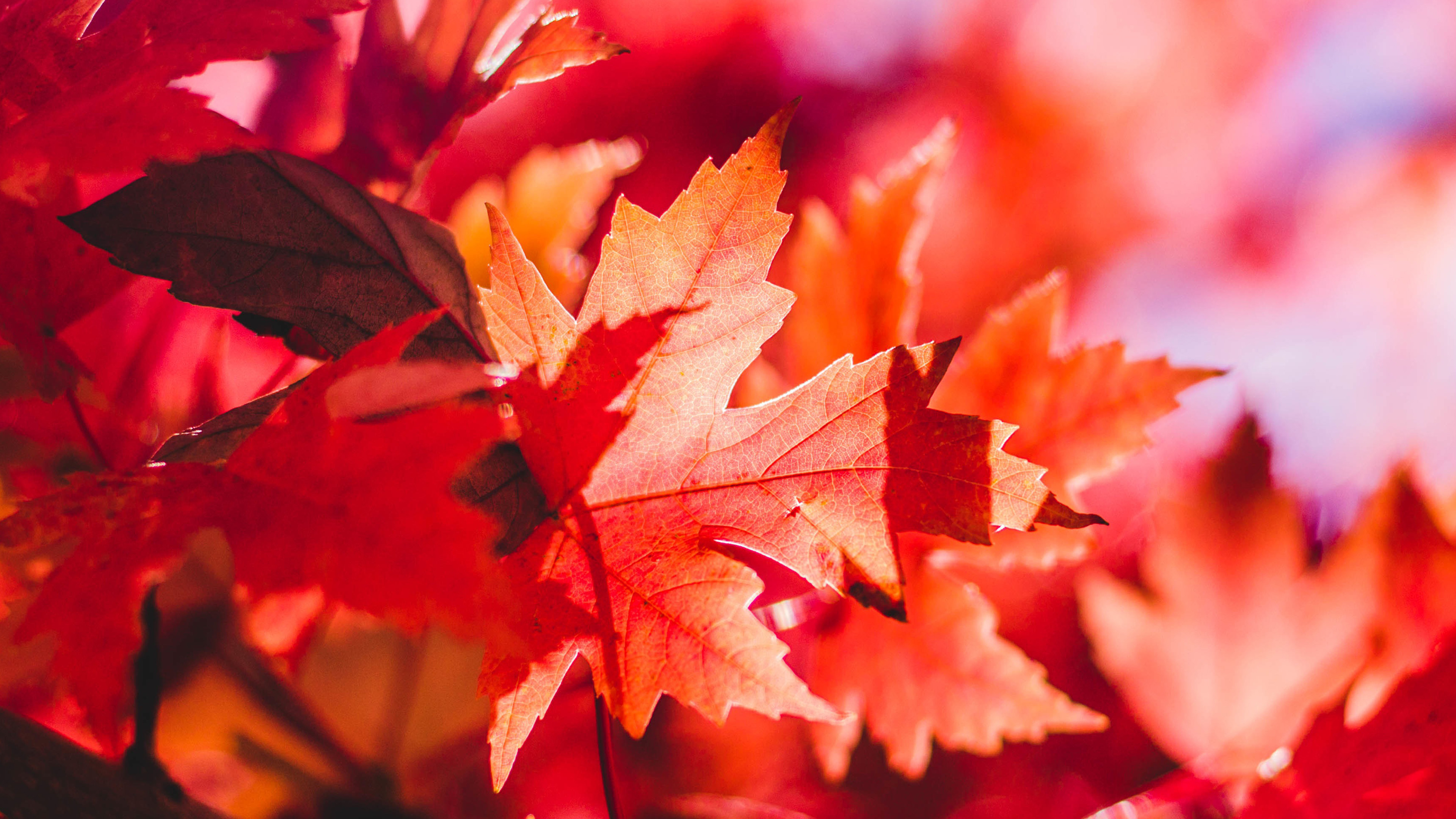 Red maple, Maple Leaves Wallpaper, 3840x2160 4K Desktop