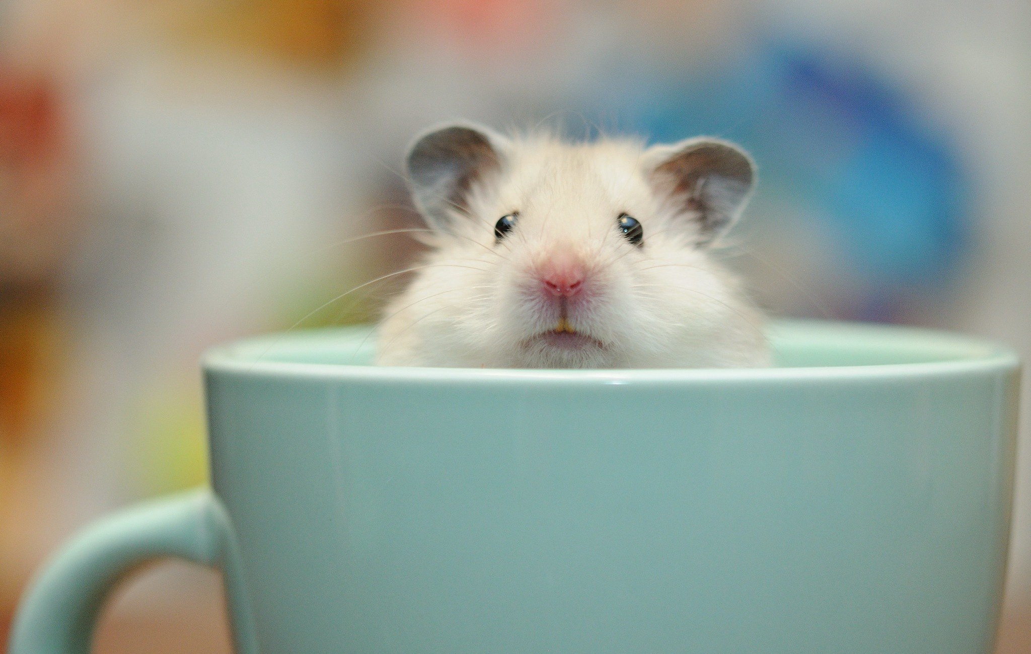 Sitting in a cup, Hamsters Wallpaper, 2050x1300 HD Desktop