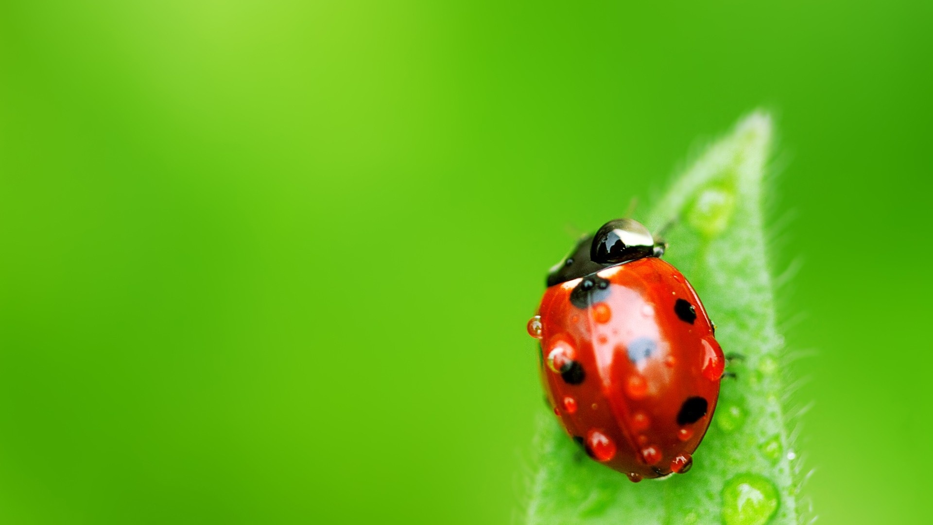 HD animal wallpapers, Vivid insect photos, Nature's diversity, Up-close animal shots, 1920x1080 Full HD Desktop