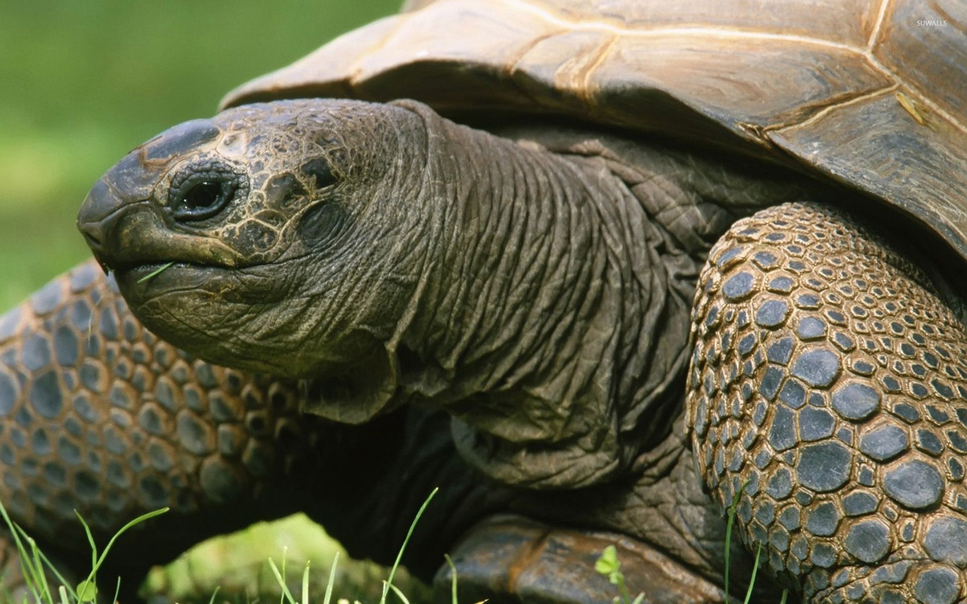 Beautifully patterned shells, Nature's armored tanks, Exotic reptile portraits, Tortoise kingdom, 1920x1200 HD Desktop