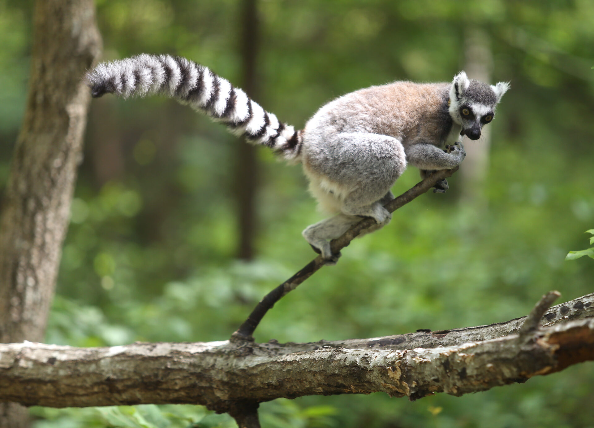 Ring Tailed Lemur, Animals, Duke lemur, Lemur center, 1920x1390 HD Desktop