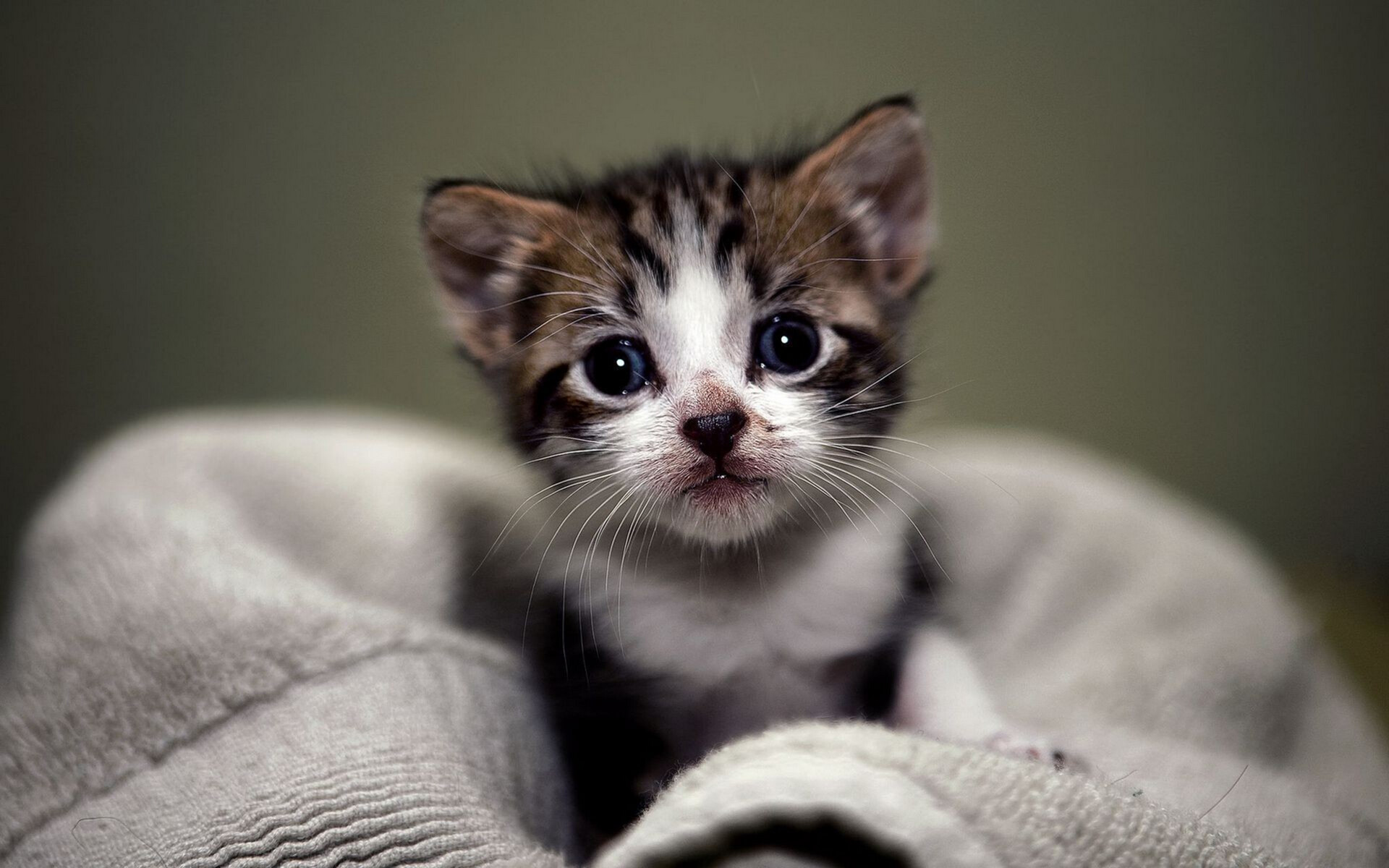 Cute kitten wallpapers, Desktop pixelstalk net, Cute kitten, Wallpapers, 1920x1200 HD Desktop