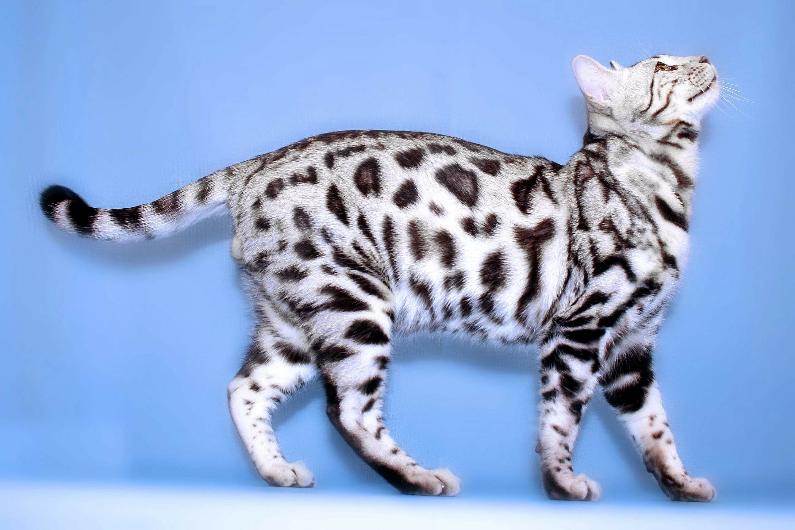 Silver, Bengal Cats Wallpaper, 2600x1730 HD Desktop