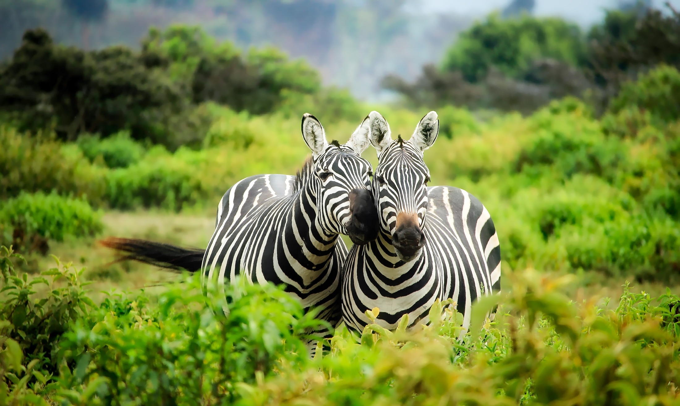 Couple, Zebras Wallpaper, 2200x1320 HD Desktop