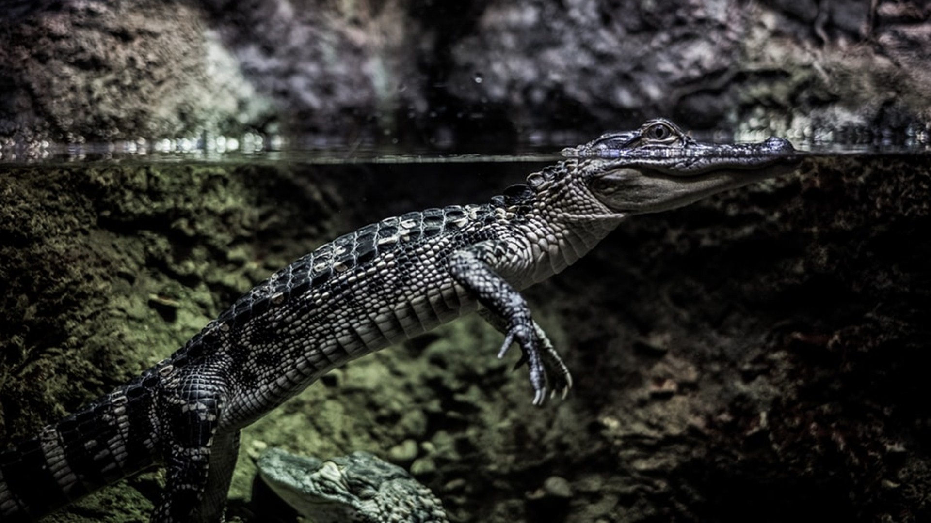 African crocodile, Desktop wallpaper, Wild nature, Exquisite beauty, 1920x1080 Full HD Desktop