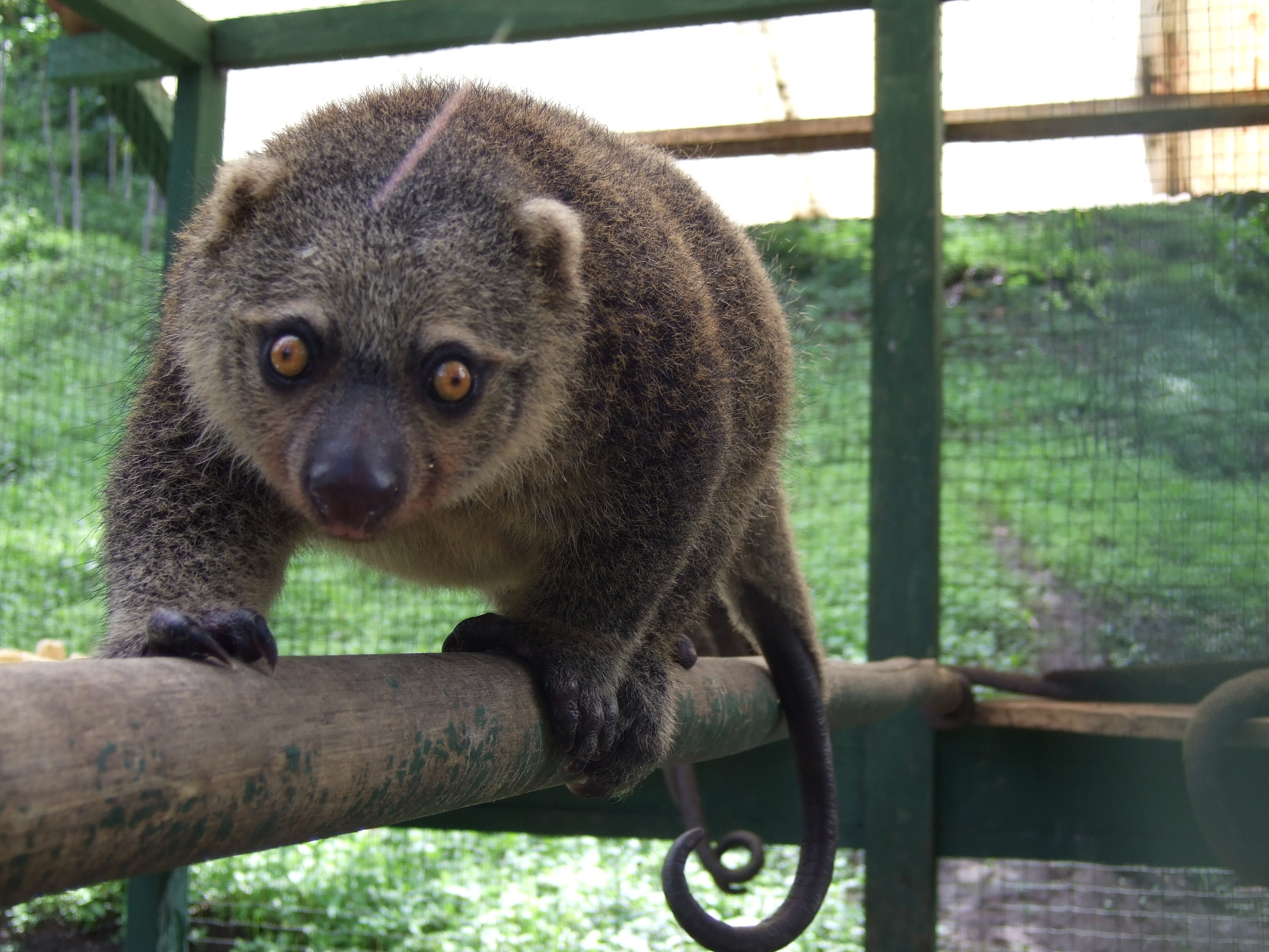 Phalangeroidea, Unique mammal, Media encyclopedia, Conservation efforts, 2850x2140 HD Desktop