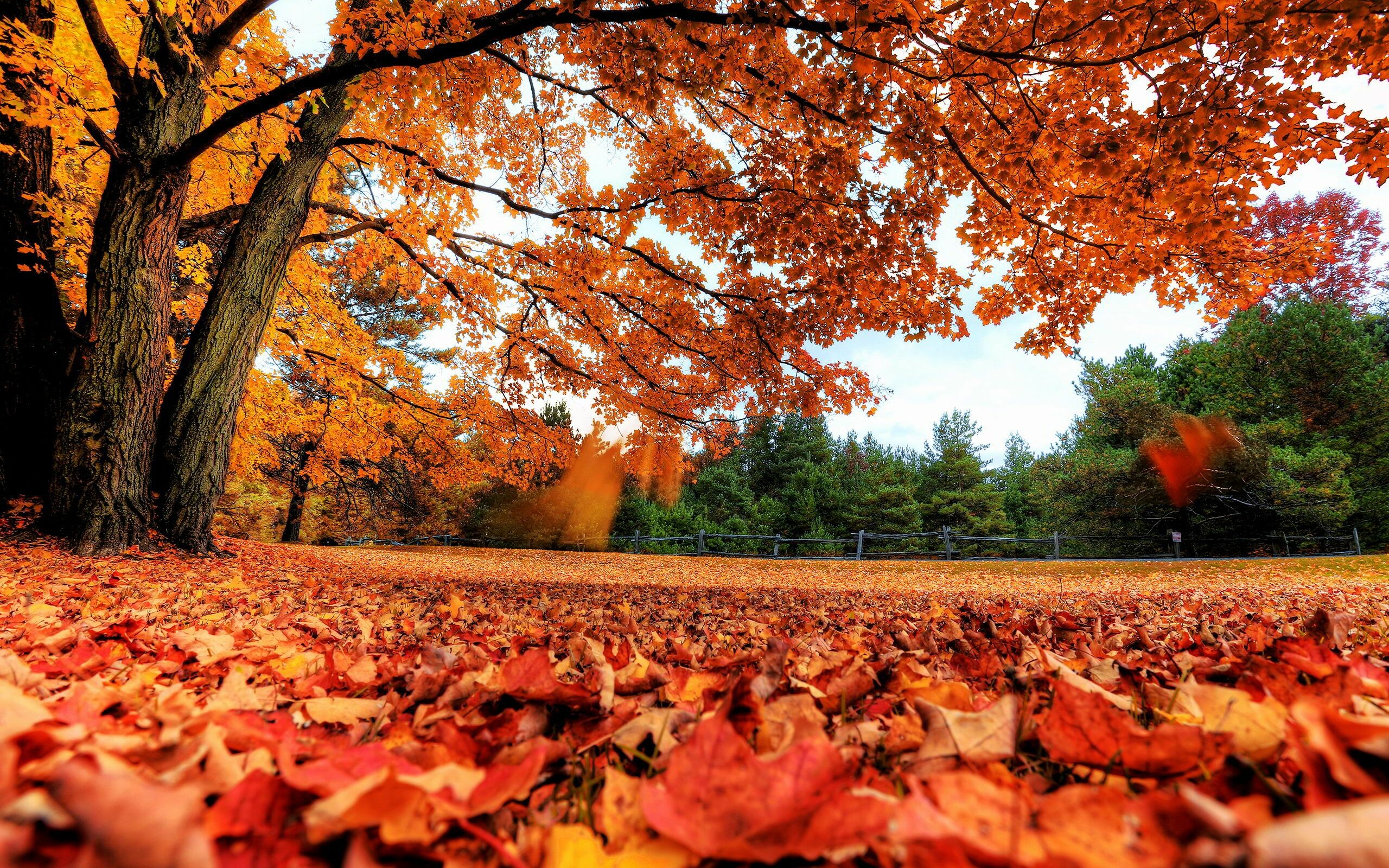 Fall maple leaves, 4K HD wallpapers, Autumn bliss, Vibrant foliage, 2560x1600 HD Desktop