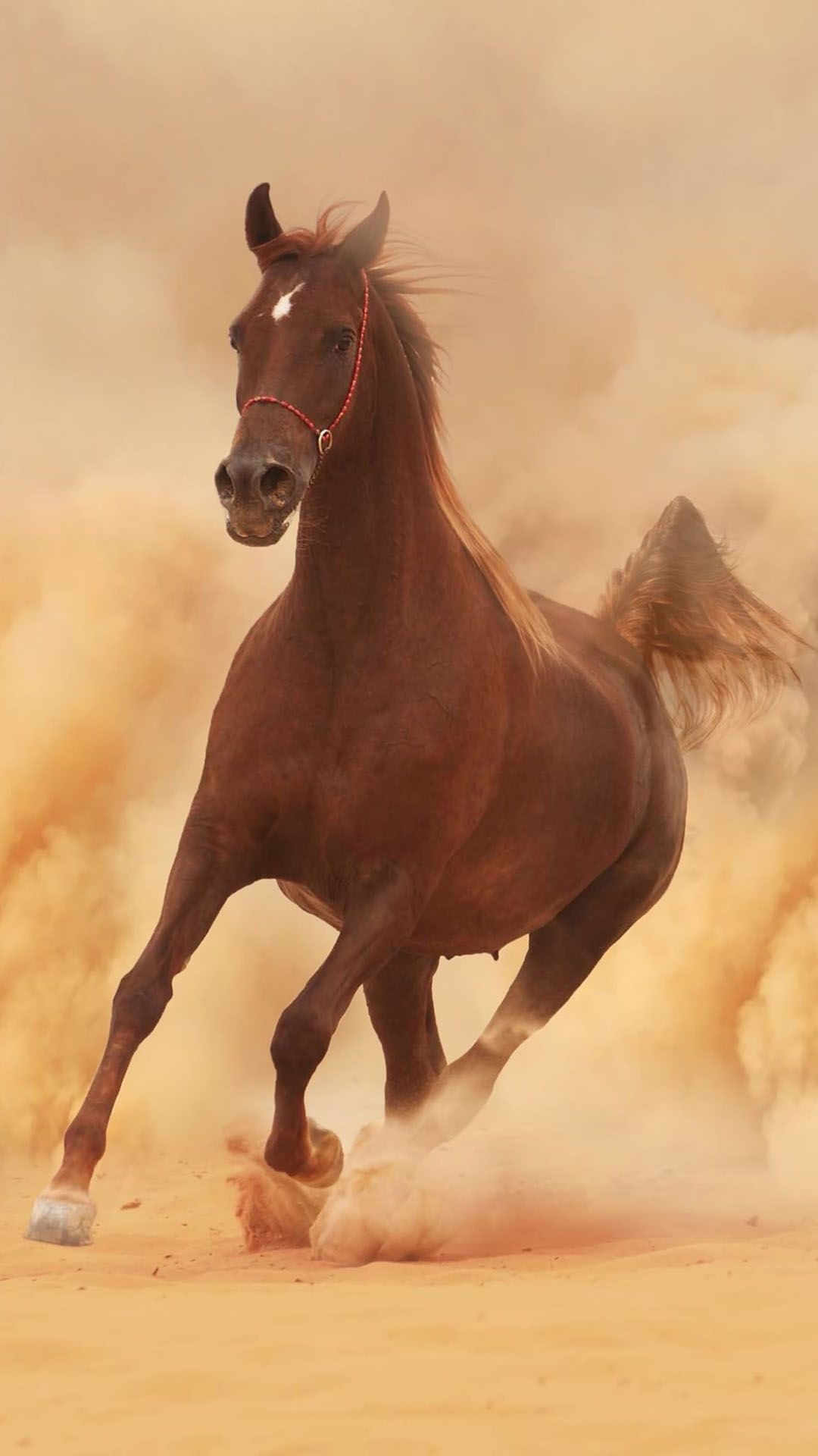 Arabian horse, Phone wallpapers, Backgrounds, 1080x1920 Full HD Phone