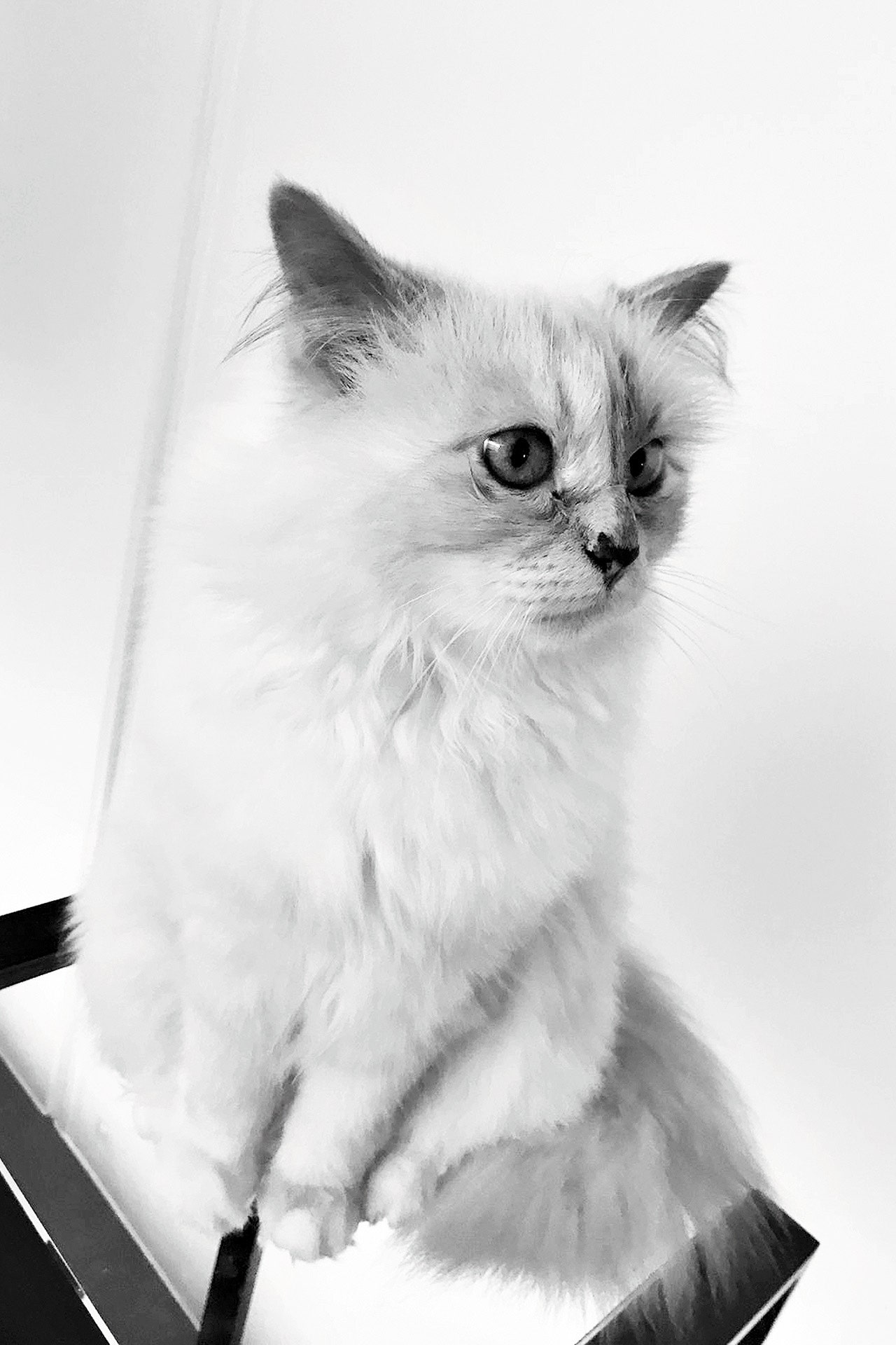 Monochrome, Choupette (Cat) Wallpaper, 1280x1920 HD Phone