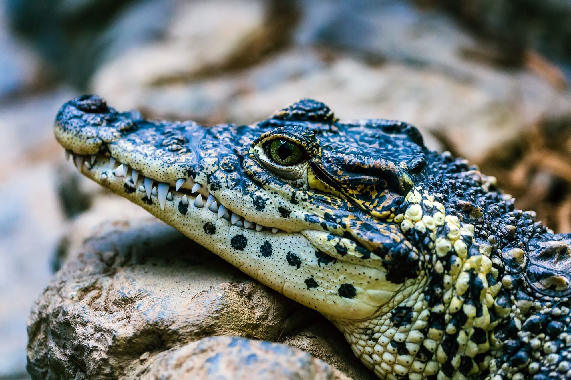 Crocodile Animals - Baby Crocodile, Close Up, 2000x1340 HD Desktop