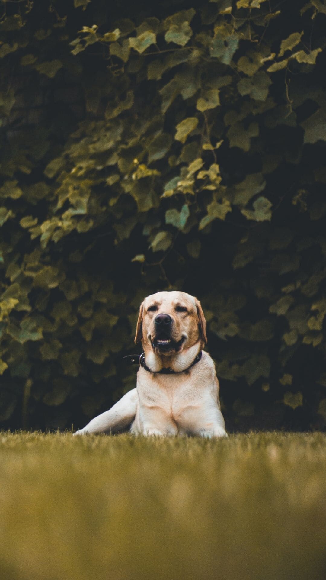 Labrador wallpapers, Top quality, Latest backgrounds, 2021, 1080x1920 Full HD Phone