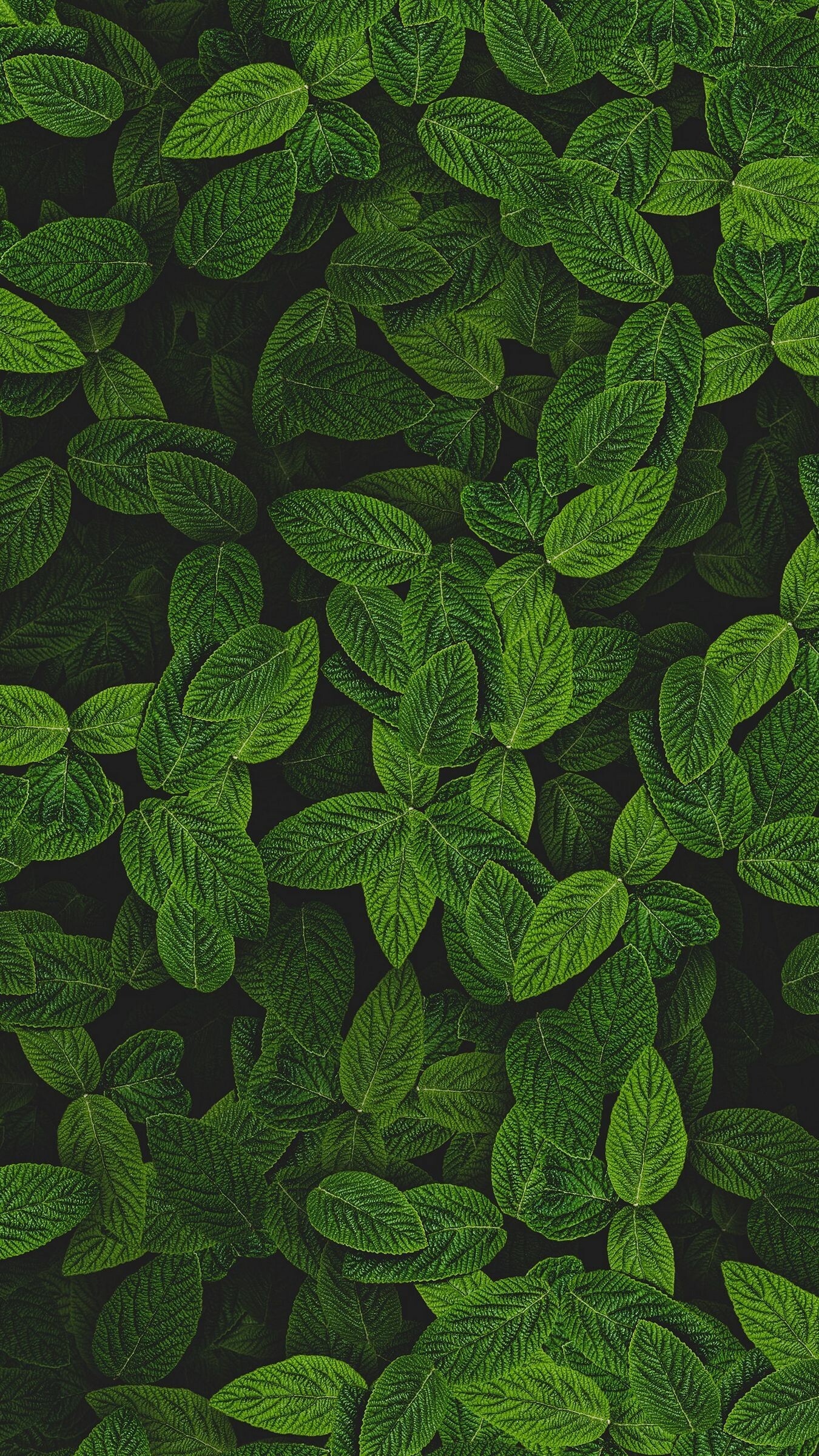 Mint, Leaves Wallpaper, 1350x2400 HD Phone